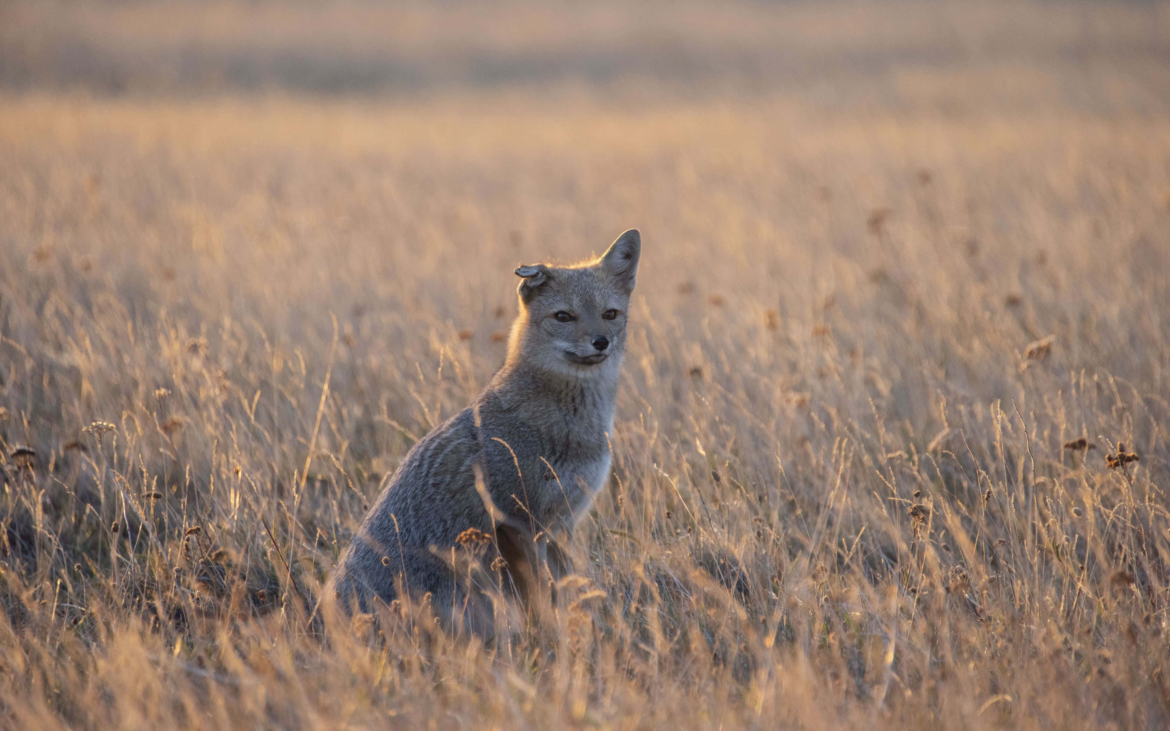 Gray Fox 桌布 壁紙 — 一隻狐狸警覺地坐在金色草叢中，沐浴在溫暖的夕陽光下，背景柔和模糊。