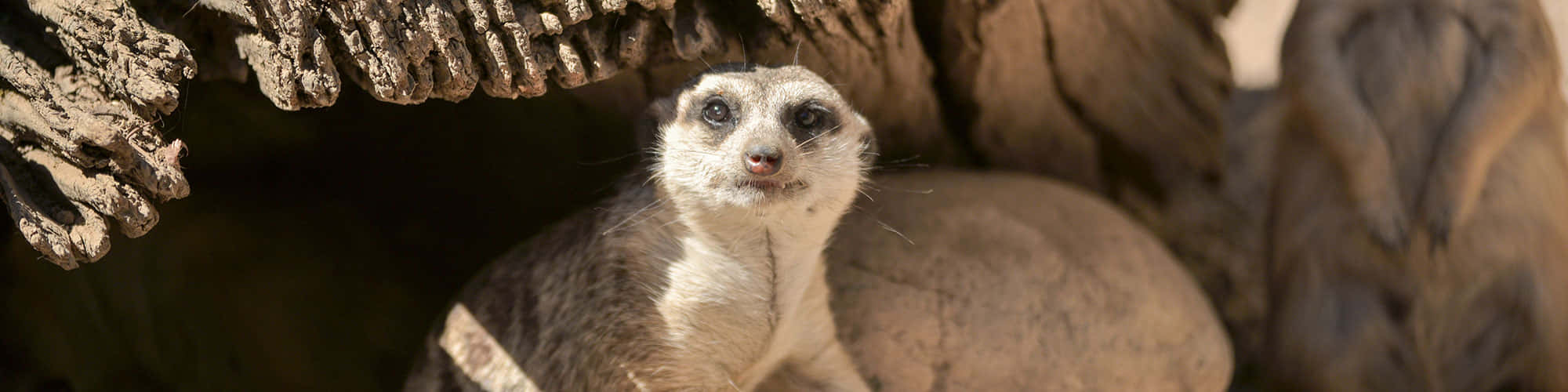 African Animals 桌布 壁紙 — 一隻狐獴在溫暖的沙漠陽光下，從堅固的岩石結構下好奇地探頭張望。