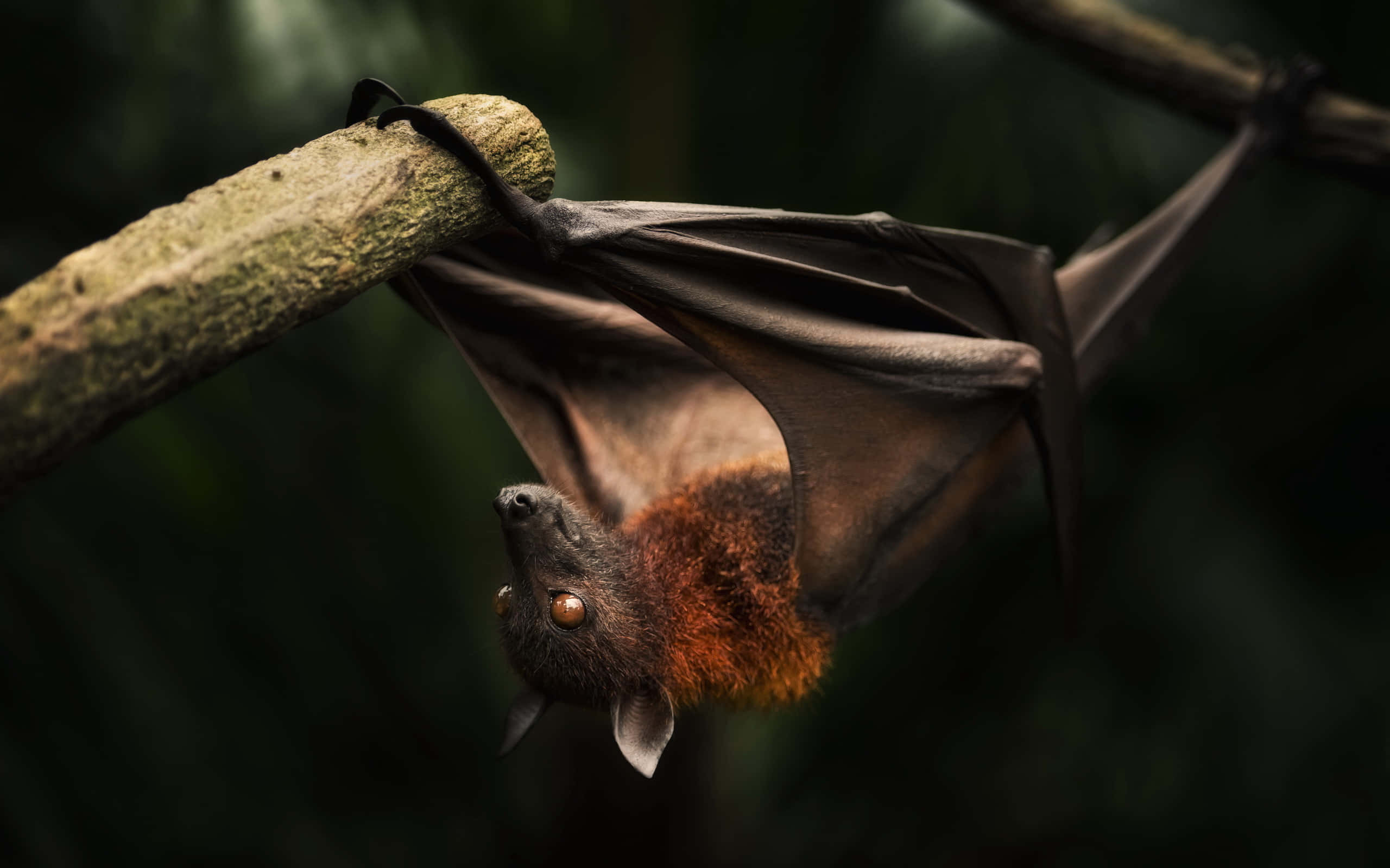 bat 桌布 壁紙 — 一隻狐蝠倒掛在樹枝上，翅膀半張，在黑暗森林中的特寫。