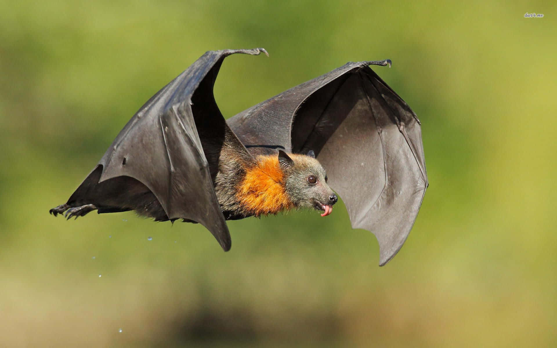 Bats 桌布 壁紙 — 一隻狐蝠在柔和的綠色模糊背景下展翅翱翔。