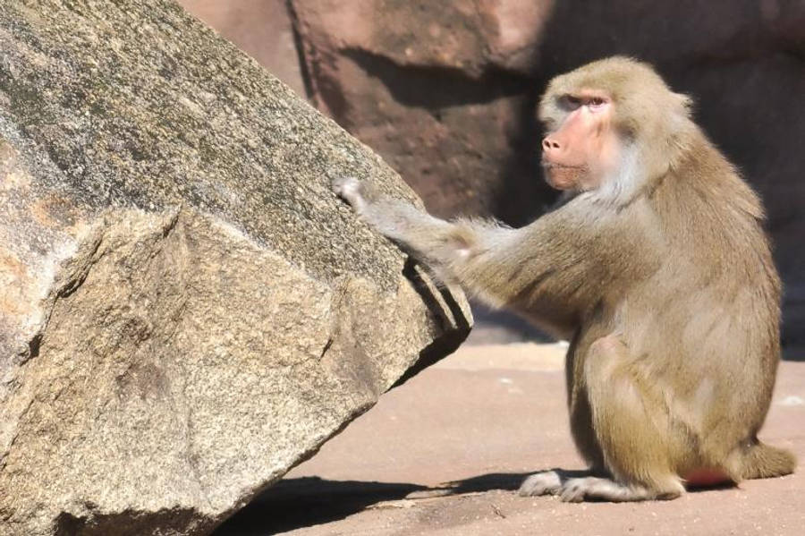 Funny Monkey 桌布 壁紙 — 一隻狒狒坐在陽光普照的地面上，用手腳推著一塊有紋理的大石頭。