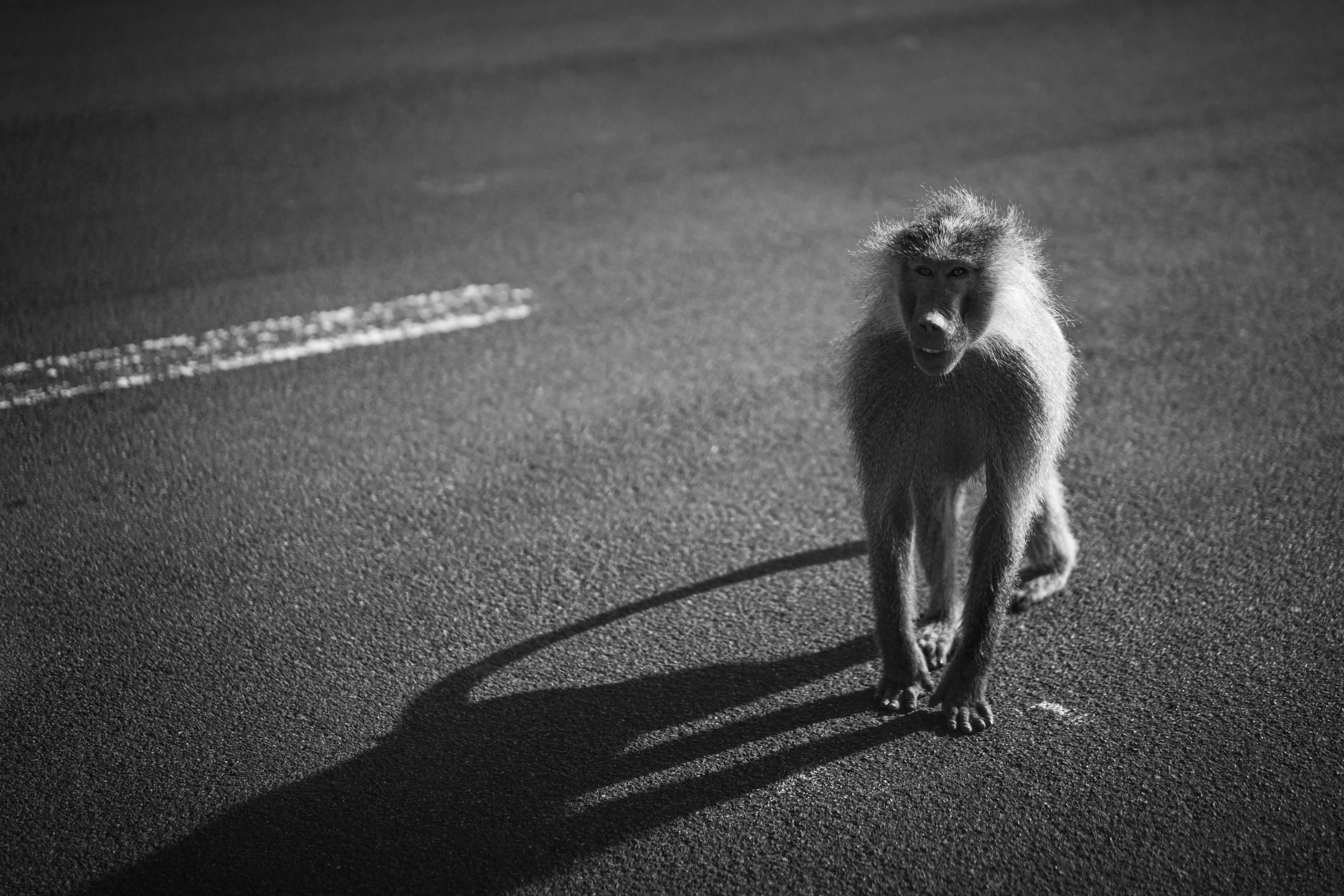 Funny Monkey 桌布 壁紙 — 一隻狒狒獨自站在瀝青路上，在明亮的陽光下投射出長長的影子，呈單色。