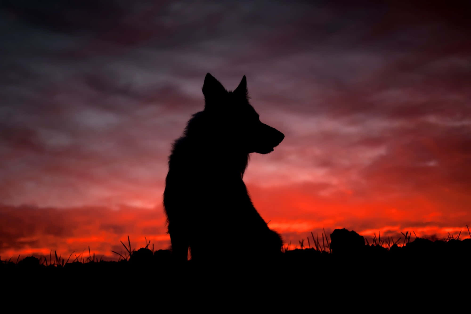 Wolf In Sunset 桌布 壁紙 — 一隻狗在火紅和紫色的日落天空下靜靜坐著的剪影。