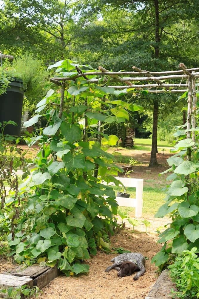Zucchini Trellis 桌布 壁紙 — 一隻狗在陽光普照、樹木環繞的花園裡，在一個長滿茂密綠色藤蔓的棚架下安詳地休息。