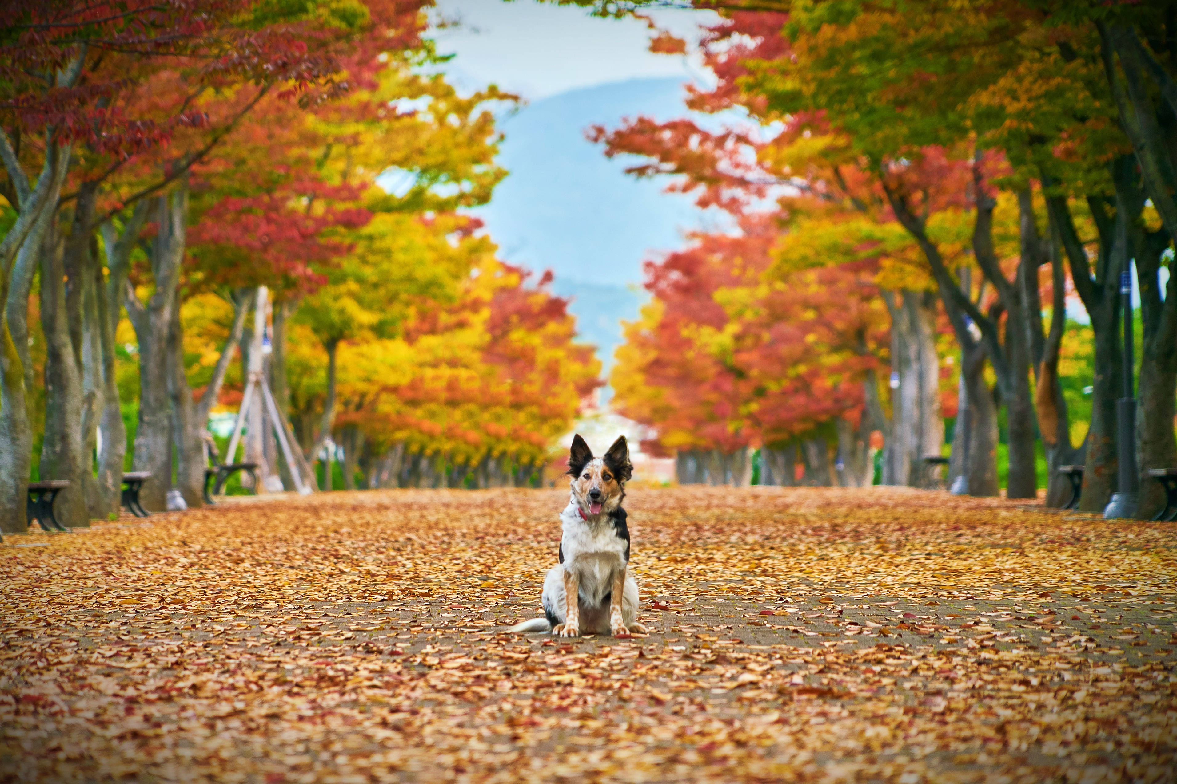 Fall Leaves 桌布 壁紙 — 一隻狗平靜地坐在一條鋪滿金色秋葉的小徑上，上方是火紅和橙色的樹冠。