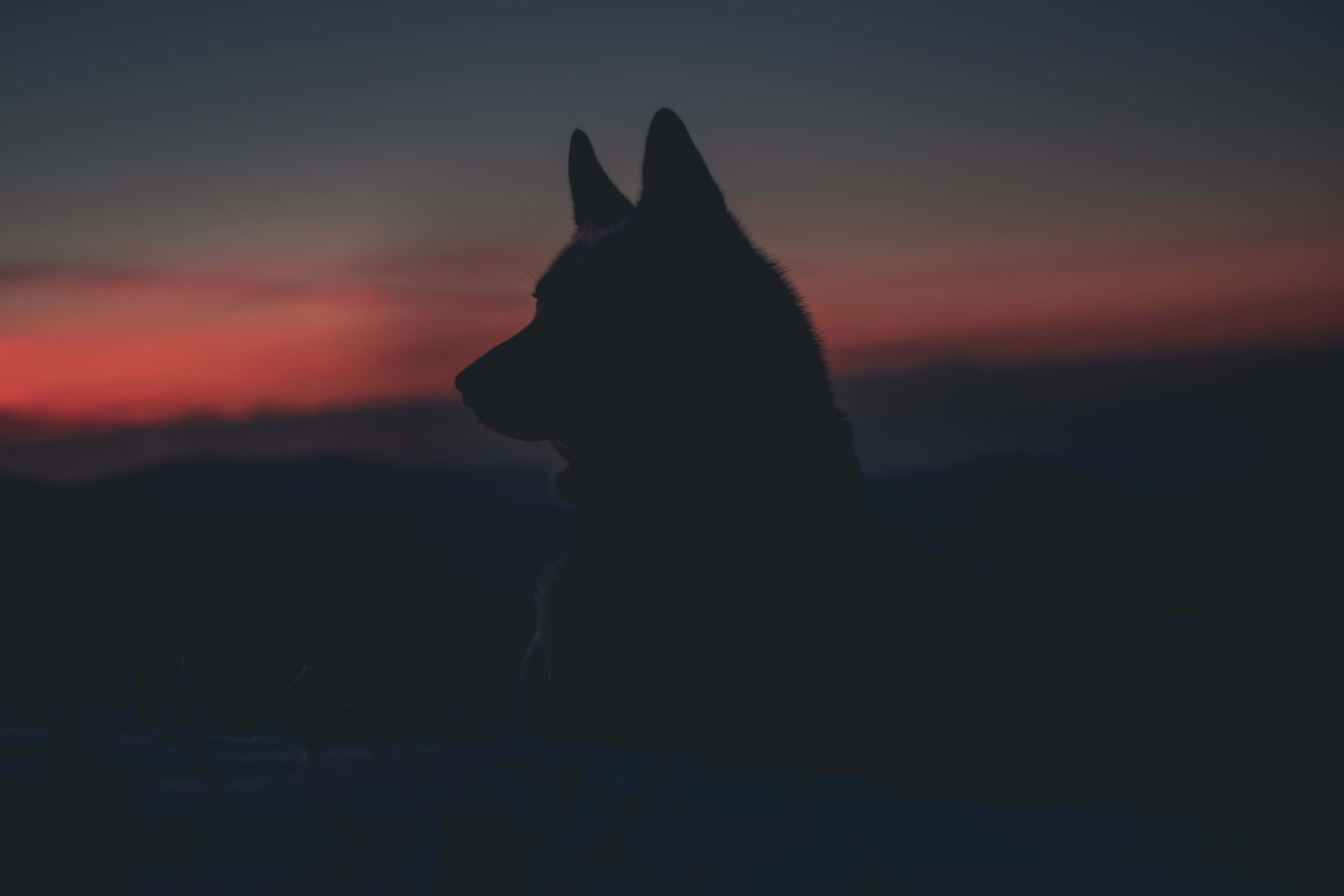 動物 桌布 壁紙 — 一隻狗的剪影，凝視著遠山上方鮮豔的粉紅色和紫色日落。