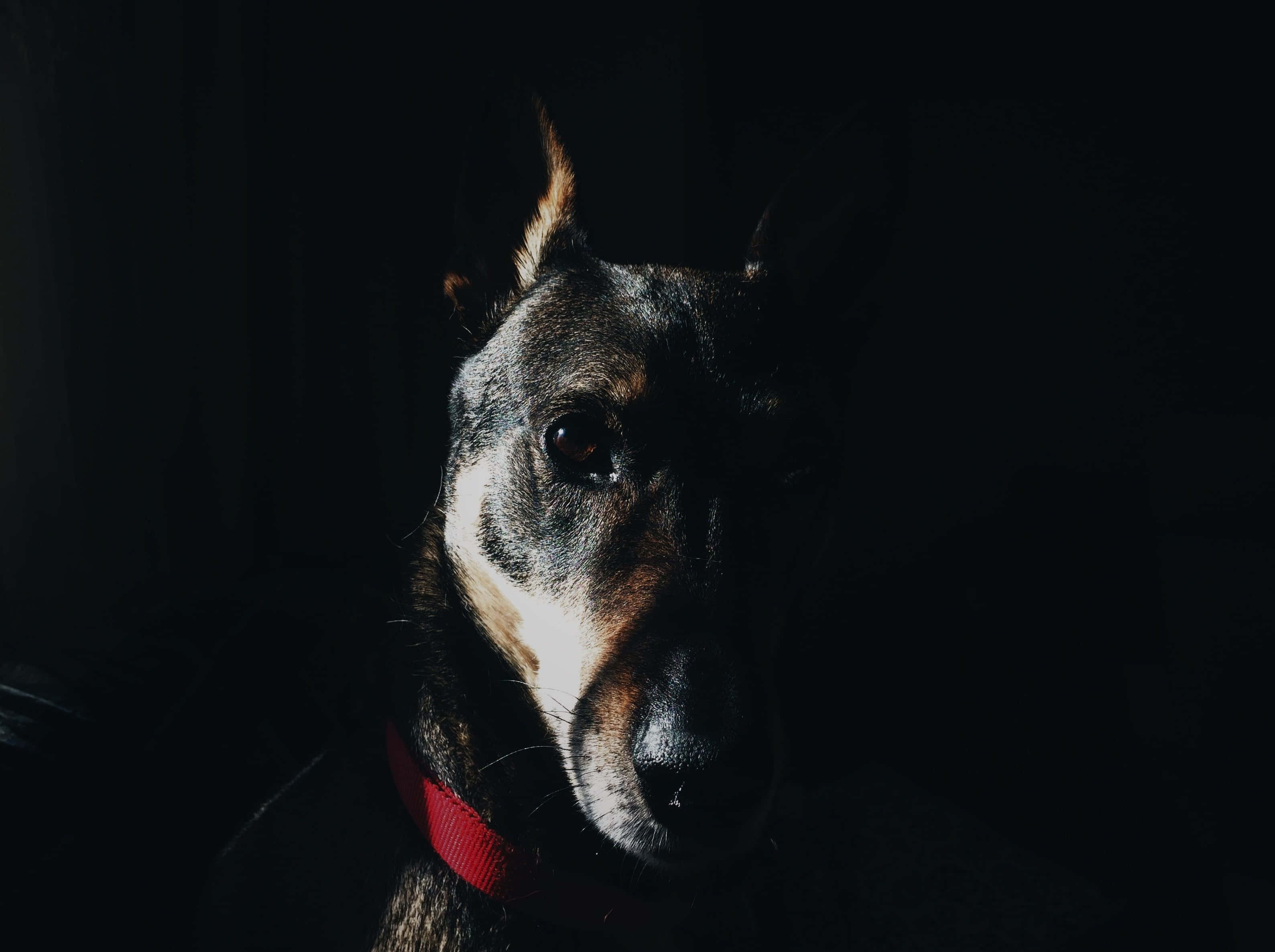 紅色動圖 桌布 壁紙 — 一隻狗的臉在黑暗中戲劇性地被照亮，戴著紅色項圈，眼睛專注地向前凝視。