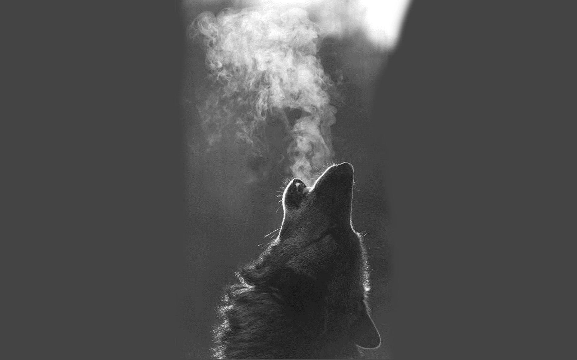動物 桌布 壁紙 — 一隻狼向上嚎叫，煙霧纏繞其頭部，形成戲劇性的黑白畫面。