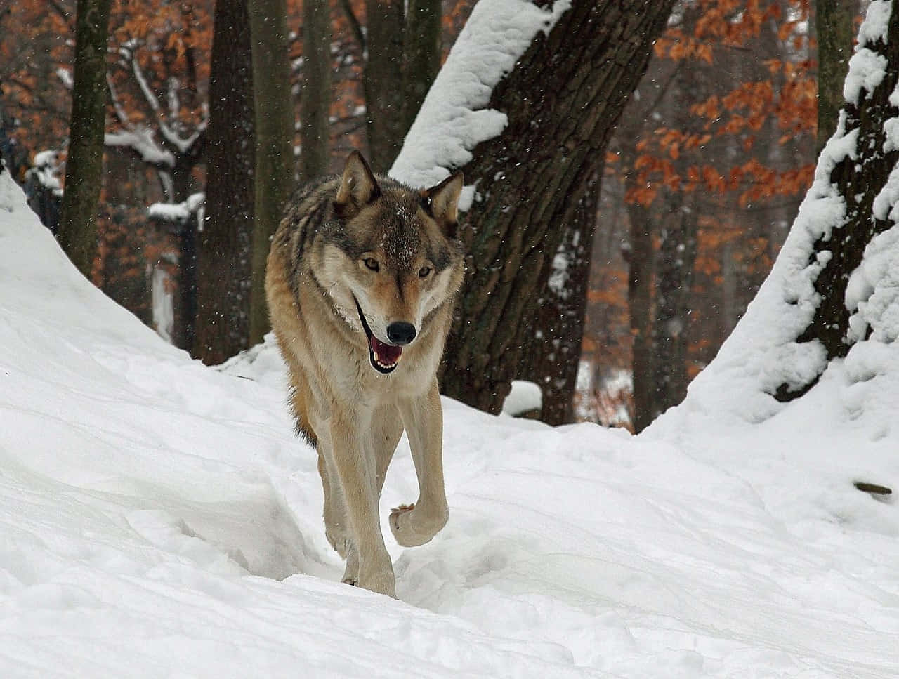 Wolf In Winter 桌布 壁紙 — 一隻狼在積雪深厚的森林中強而有力地行走，樹枝上掛著沾滿雪花的秋葉。