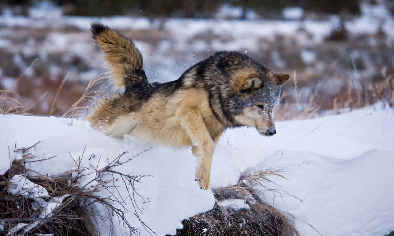 Hunting Wolves 桌布 壁紙 — 一隻狼在雪地中動態跳躍，爪子濺起雪花，尾巴高高翹起。