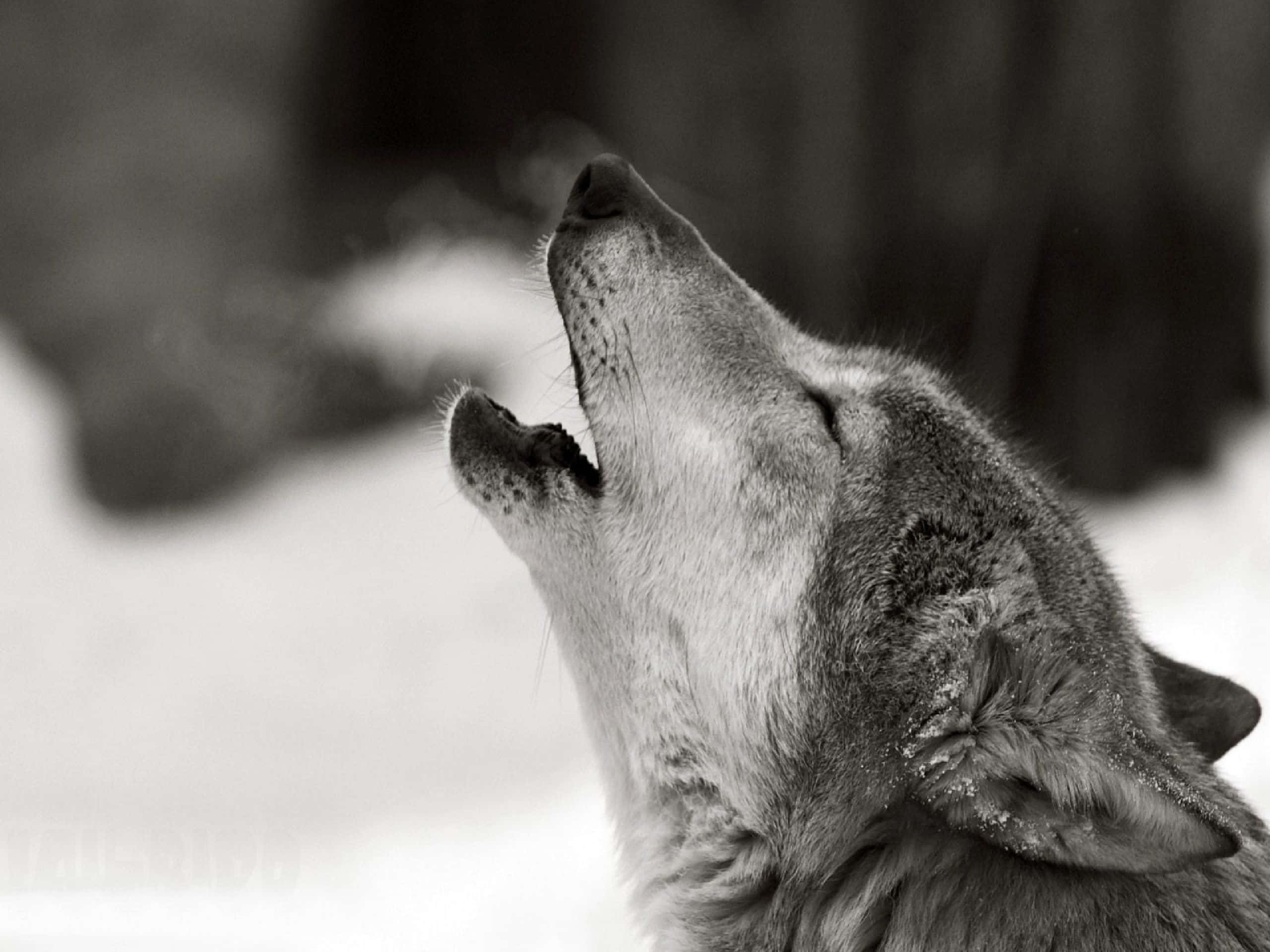 Howling Wolf 桌布 壁紙 — 一隻狼在雪地森林中向上嚎叫，以戲劇性的黑白風格拍攝，背景柔和模糊。