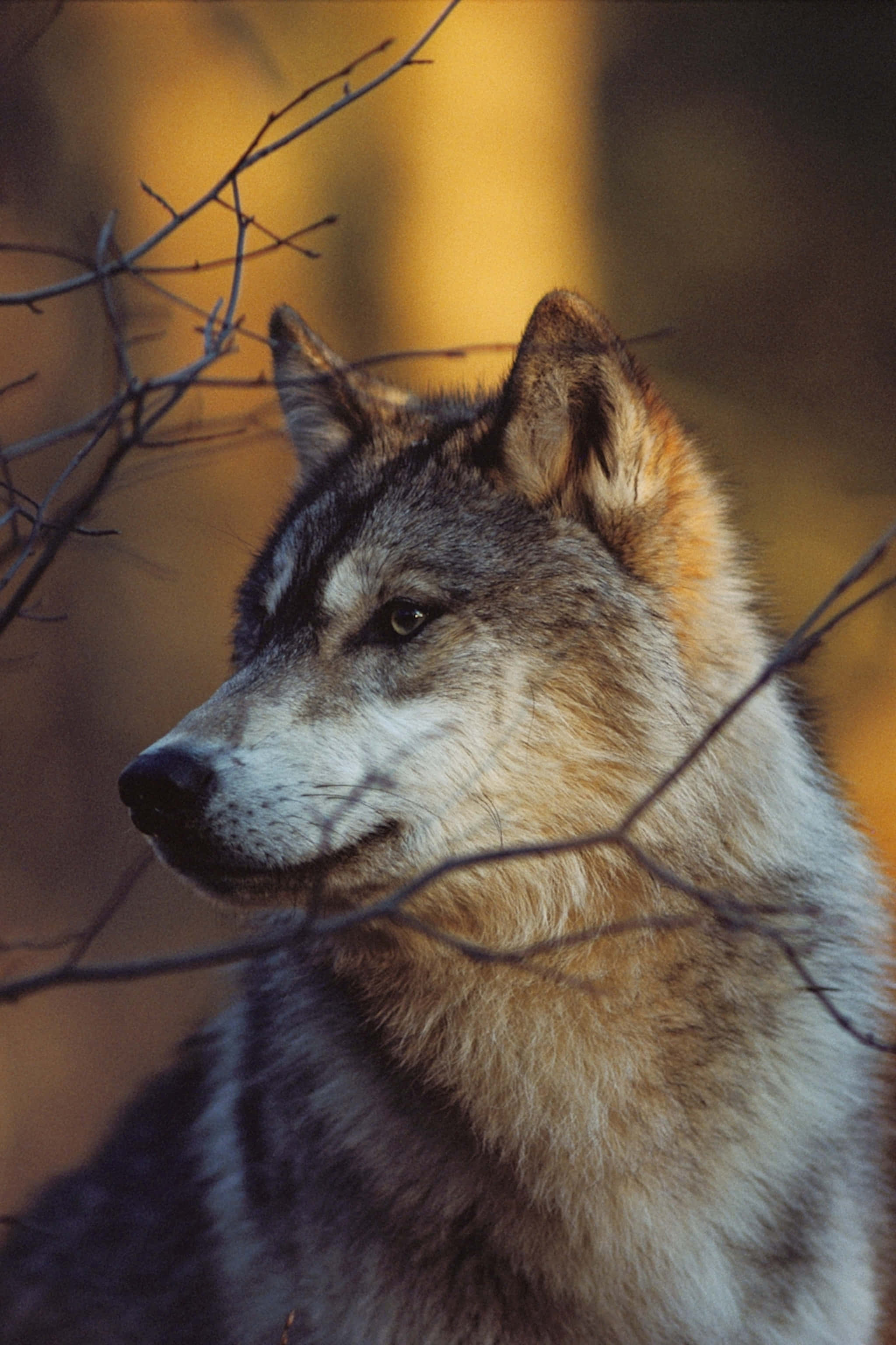 Wolf In Autumn 桌布 壁紙 — 一隻狼的特寫，擁有銳利的眼睛和濃密的毛髮，以光禿的樹枝框住，背景是金色模糊的森林。