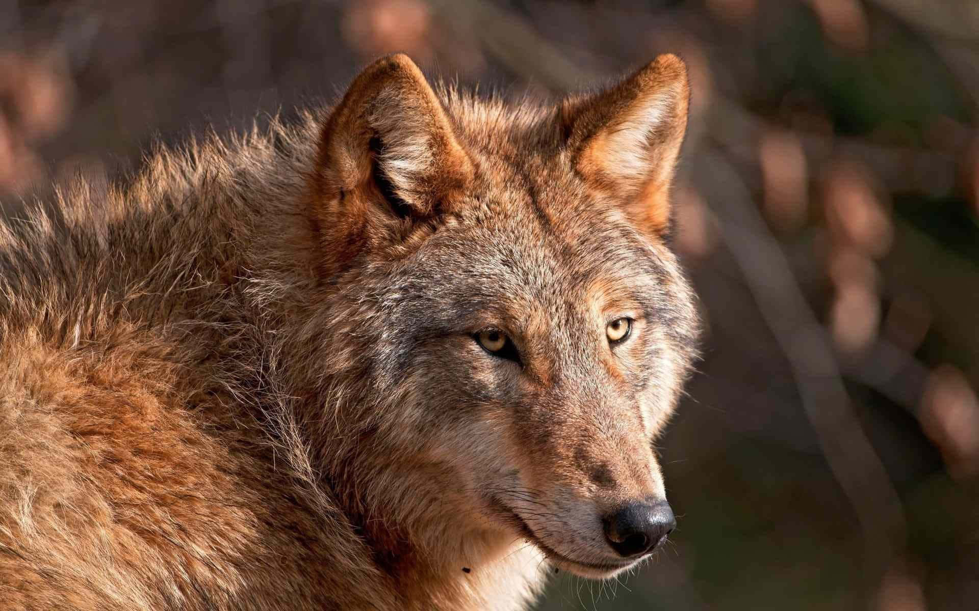 Red Wolf 桌布 壁紙 — 一隻狼的特寫，擁有銳利的黃色眼睛和濃密的棕色毛髮，在模糊的森林背景下專注地凝視。