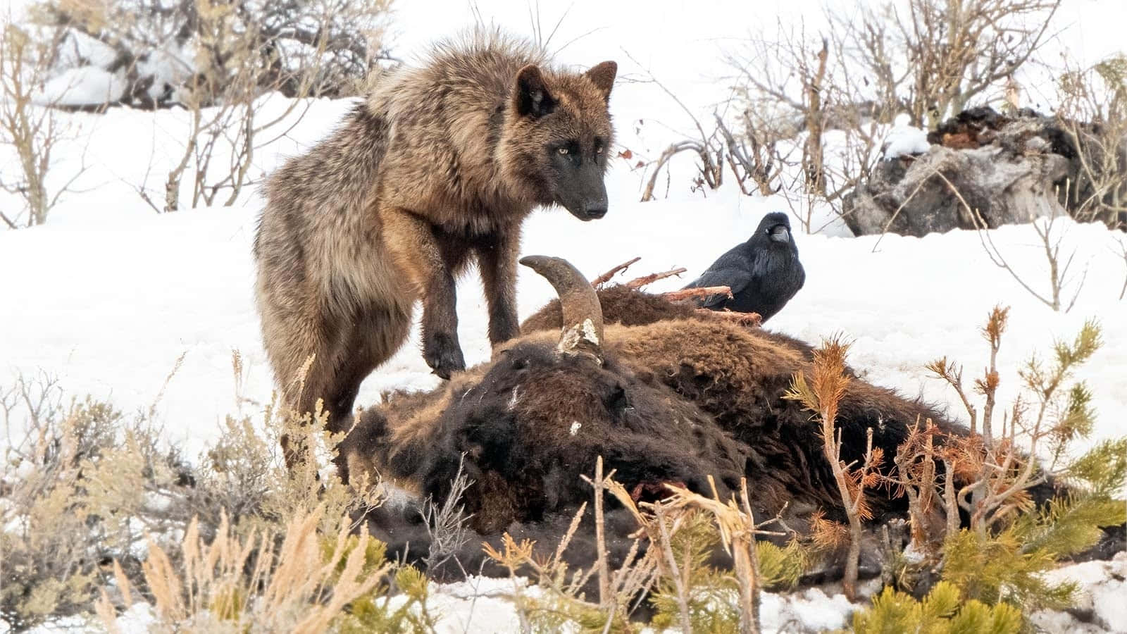 Wolf Attack 桌布 壁紙 — 一隻狼警覺地站在一具被雪覆蓋的野牛屍體上，附近有一隻烏鴉棲息，在嚴酷的冬季景觀中。