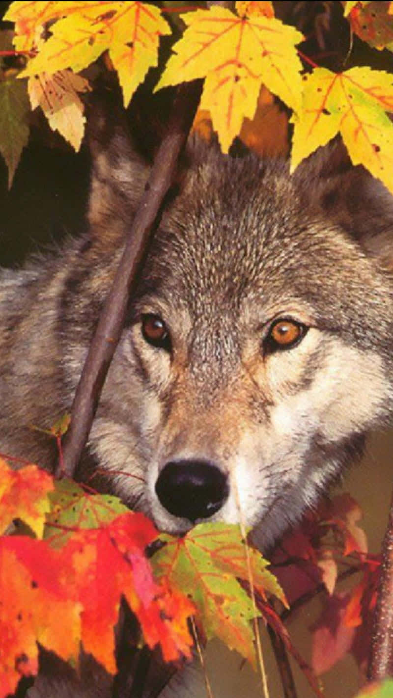Wolf In Autumn 桌布 壁紙 — 一隻狼透過鮮豔的秋葉凝視，琥珀色的眼睛被金色和深紅色的樹葉框住。