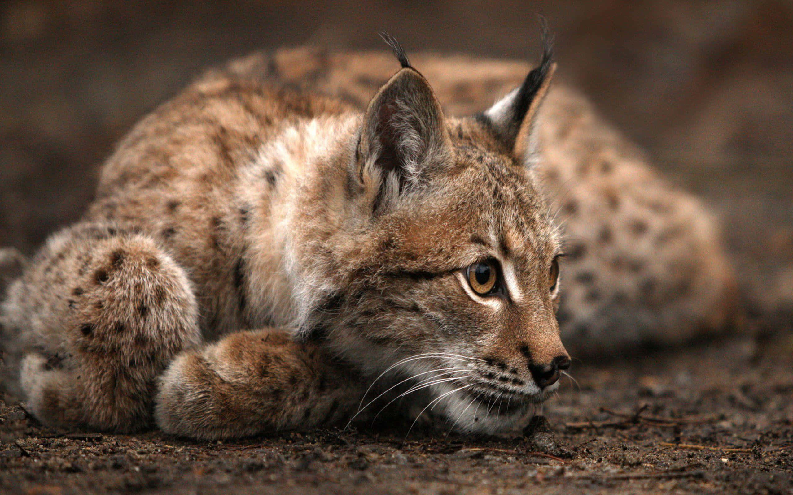 Bobcat 桌布 壁紙 — 一隻猞猁幼崽在泥土地上警覺地休息，擁有強烈的琥珀色眼睛和簇狀耳朵，處於柔和自然光中。