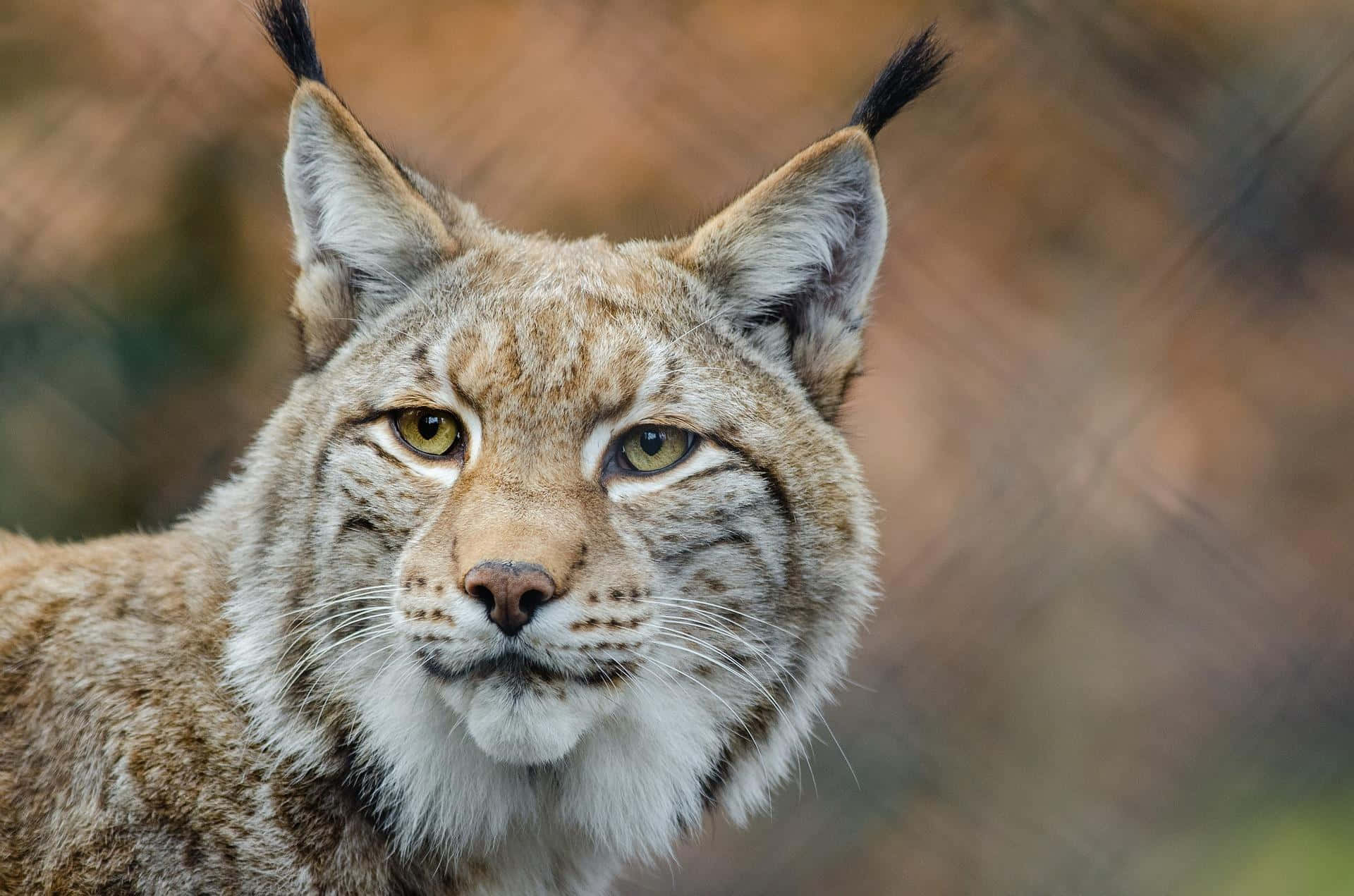 Bobcat 桌布 壁紙 — 一隻猞猁的特寫，擁有銳利的黃色眼睛和簇狀耳朵，在模糊的秋日背景下專注地凝視。
