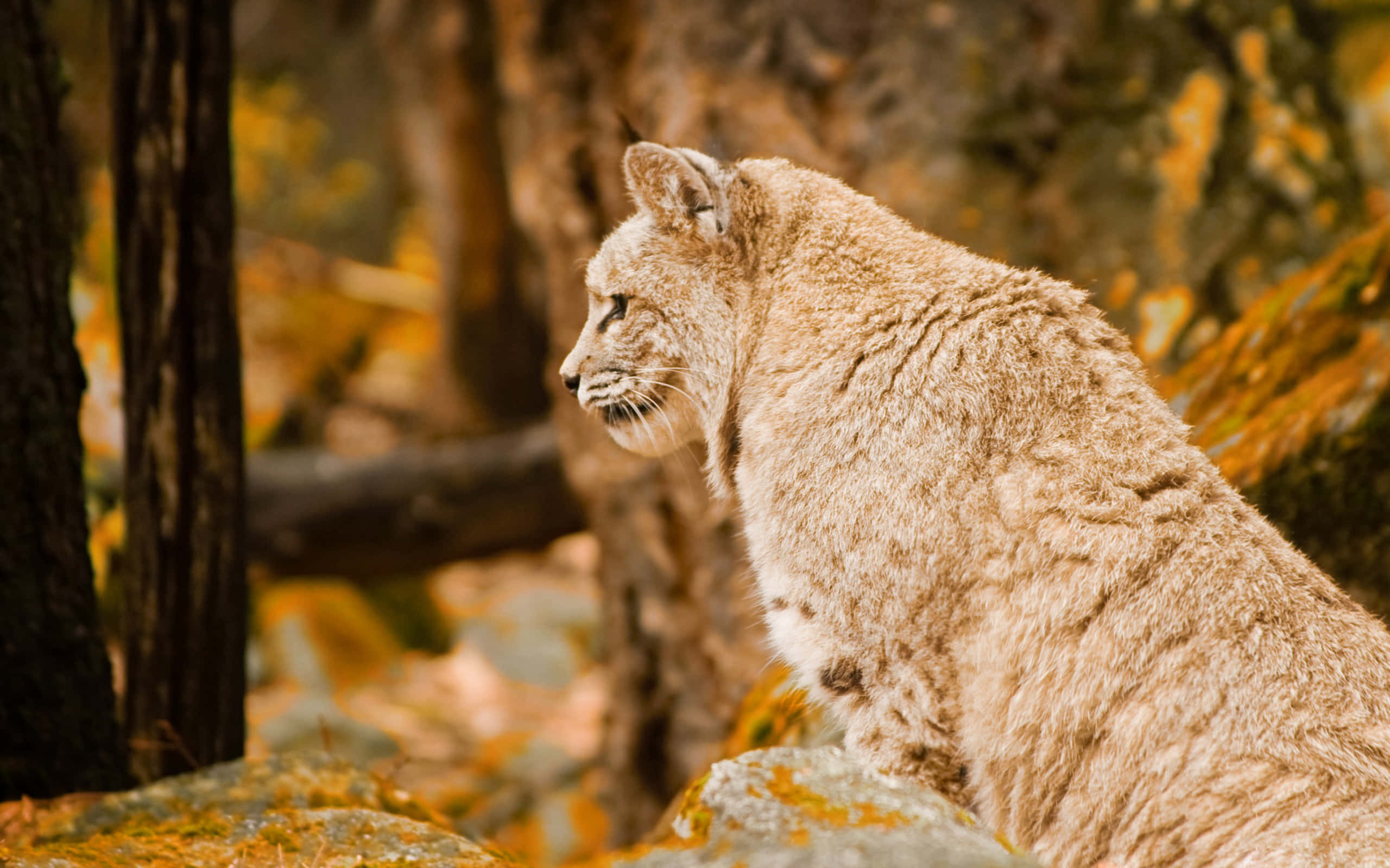 Bobcat 桌布 壁紙 — 一隻猞猁警覺地坐在長滿苔蘚的石頭上，身處陽光明媚的秋日森林，周圍有金色的樹葉和模糊的樹幹。