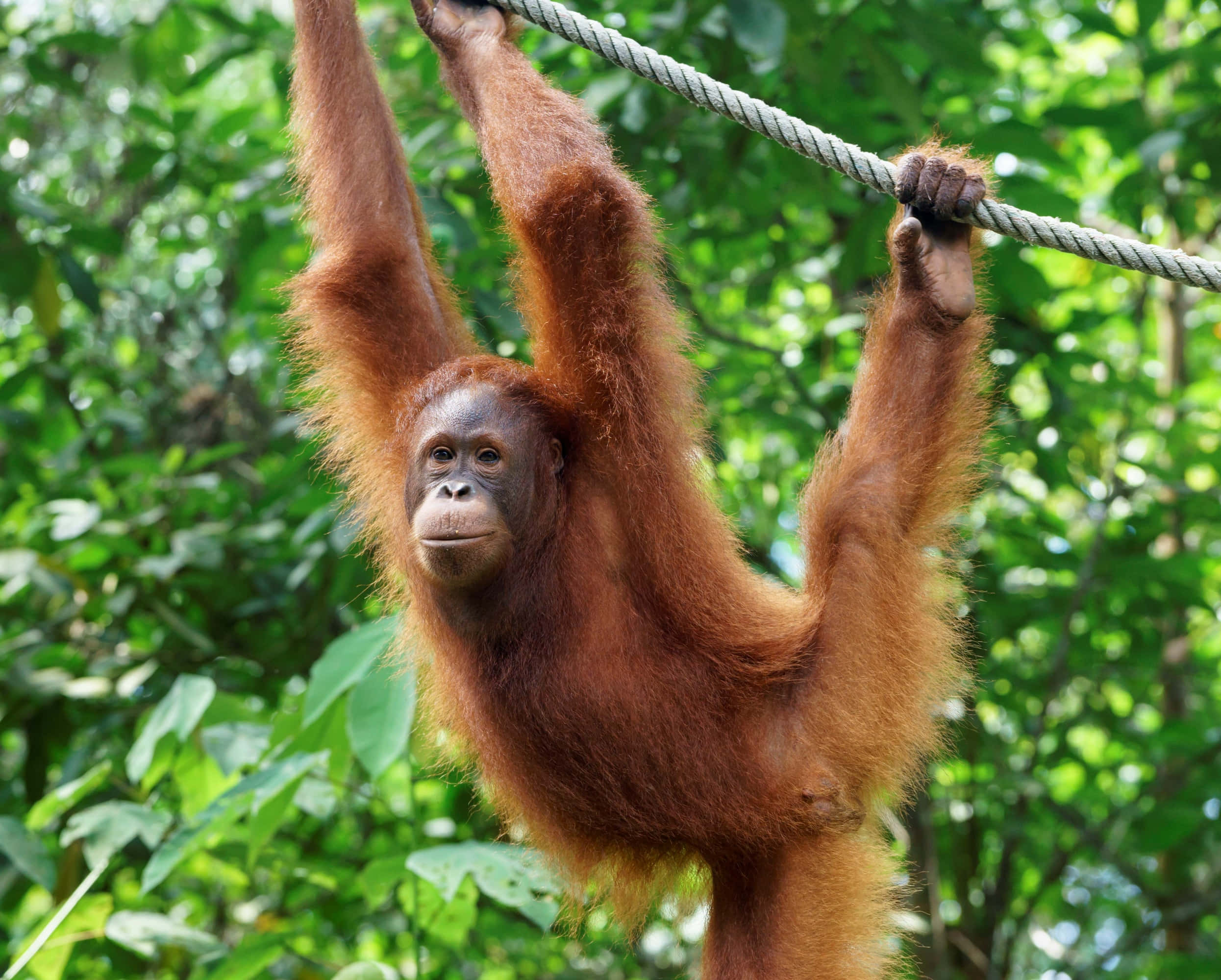 Orangutan 桌布 壁紙 — 一隻猩猩優雅地懸掛在茂密綠色叢林樹葉中的一條粗繩上。