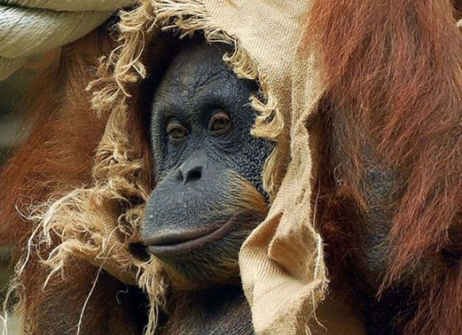 Monkey Funny 桌布 壁紙 — 一隻猩猩從破舊的麻袋中探出頭來，眼神好奇的特寫。
