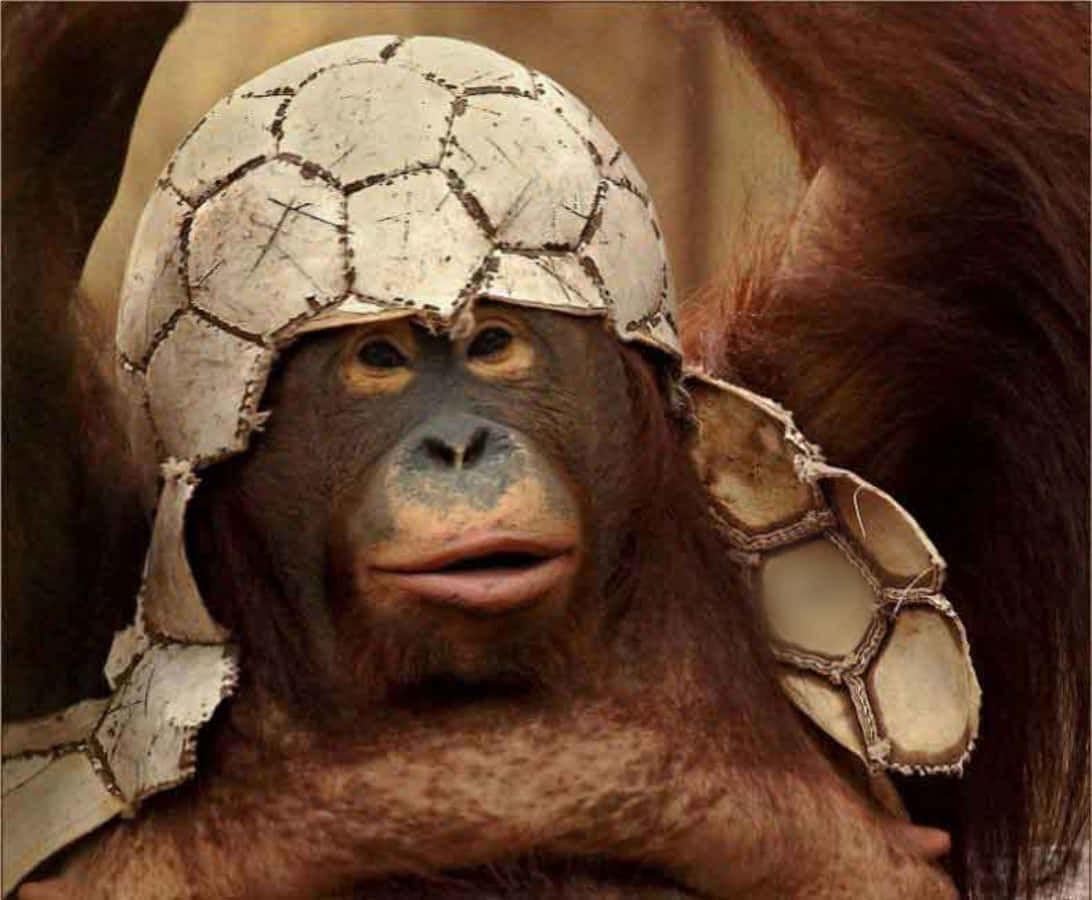 Monkey Funny 桌布 壁紙 — 一隻猩猩戴著破裂的足球頭盔，表情驚訝。