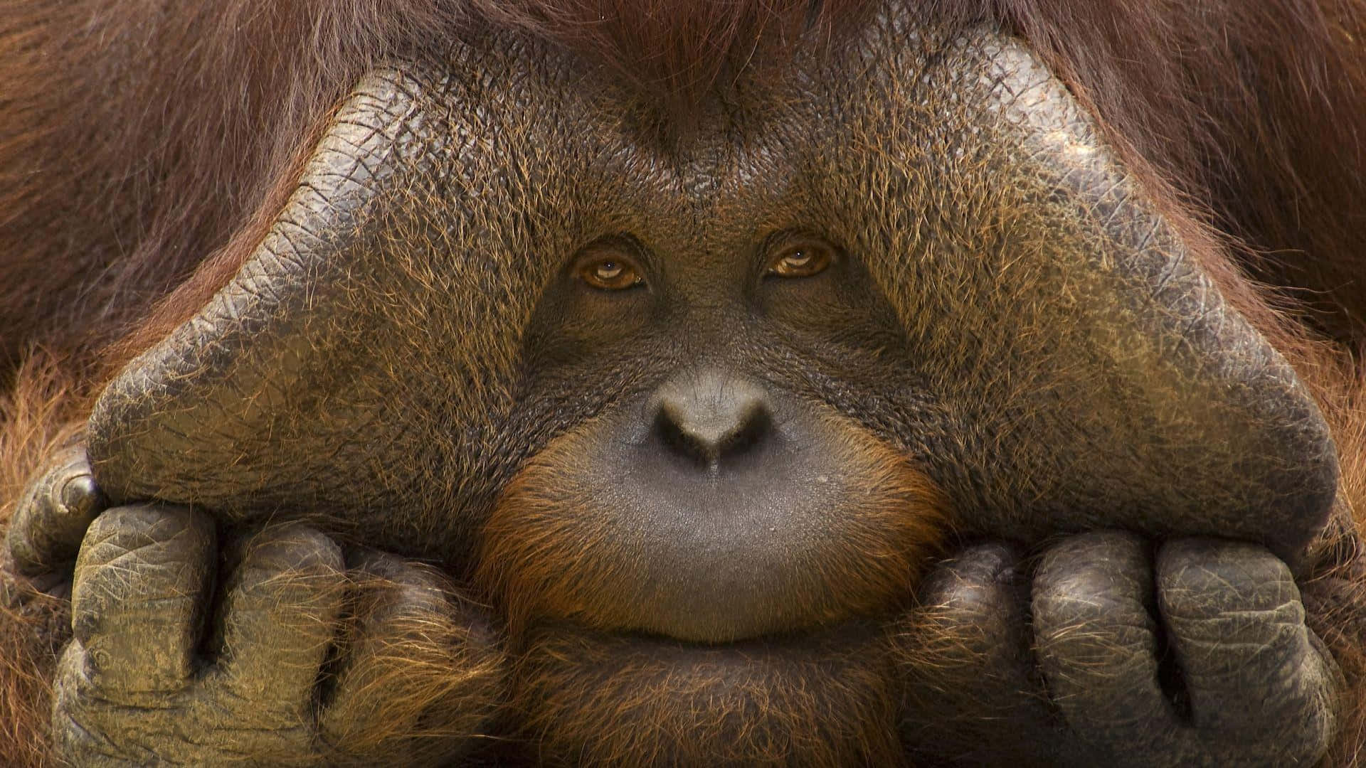 Funny Monkey 桌布 壁紙 — 一隻猩猩用手托住臉，表情若有所思的特寫。