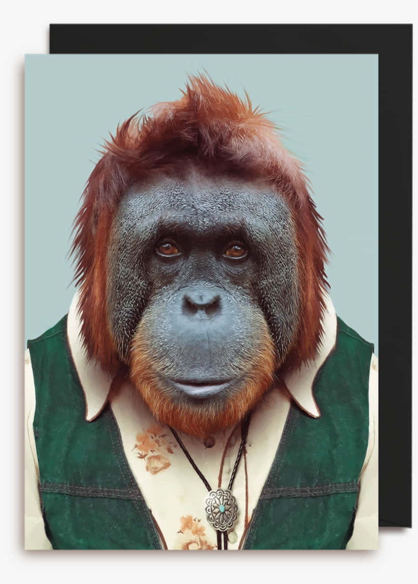 攝影 桌布 壁紙 — 一隻猩猩的肖像，穿著綠色背心和花襯衫，戴著一條銀色吊墜項鍊，背景是淡藍色。