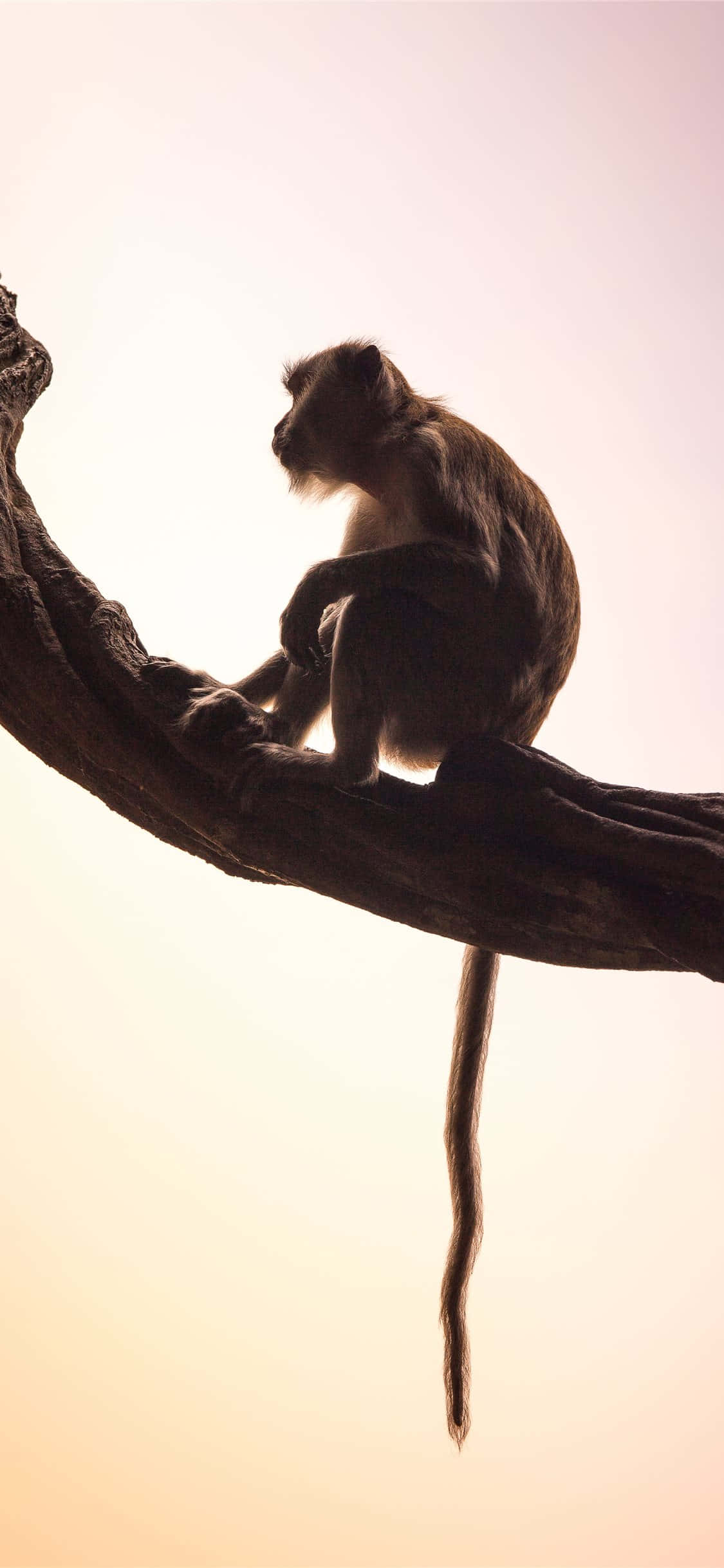 Monkey iPhone 桌布 壁紙 — 一隻猴子在日落時分坐在彎曲的樹枝上，背景是柔和的金色天空，若有所思。
