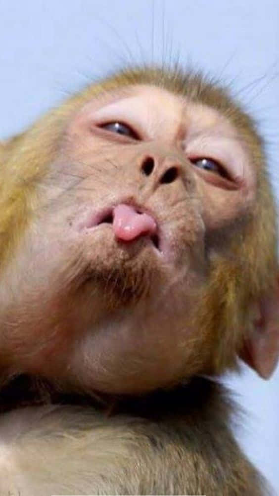 Funny Monkey 桌布 壁紙 — 一隻猴子在淡藍色天空背景下伸出舌頭，露出頑皮表情的特寫。