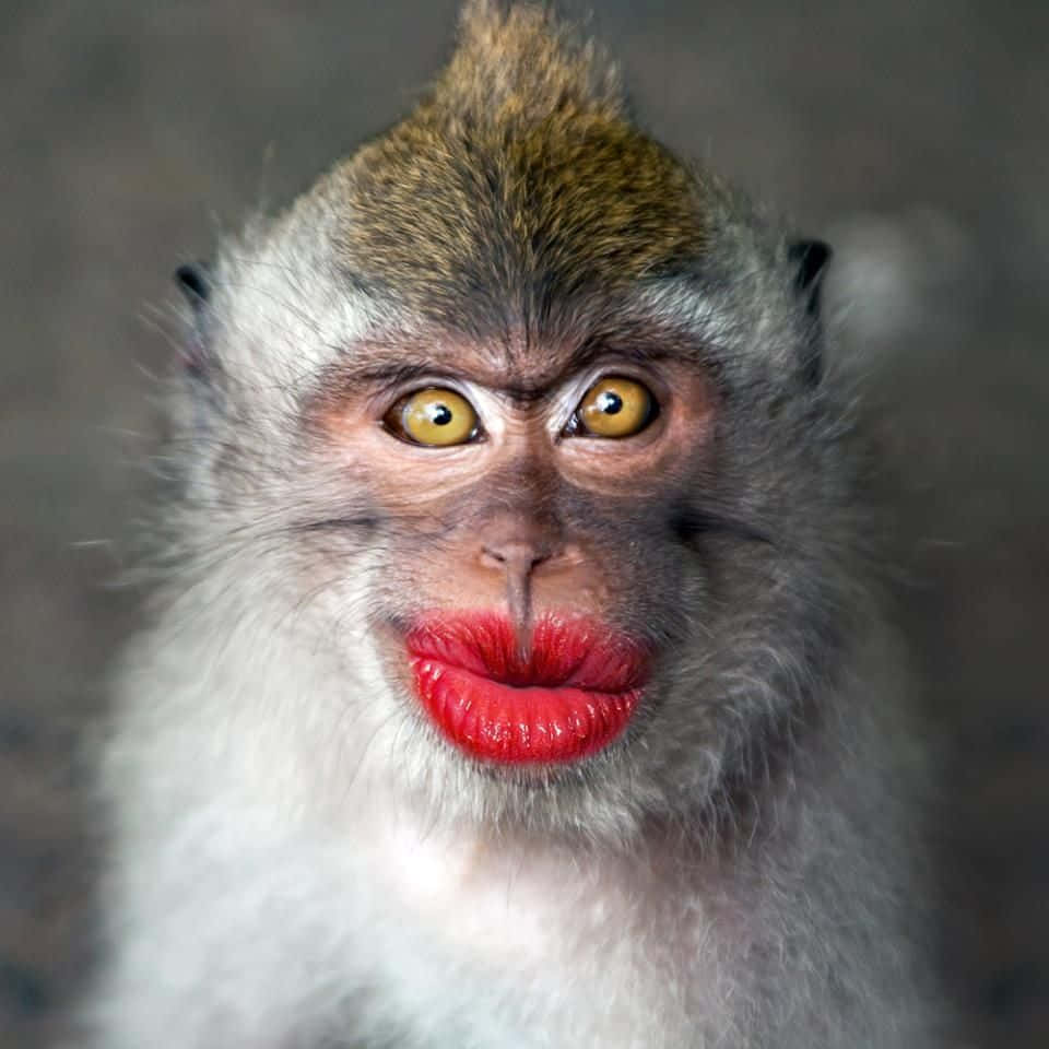Monkey Funny 桌布 壁紙 — 一隻猴子塗著鮮紅色唇膏，睜大黃色眼睛，近距離凝視鏡頭。