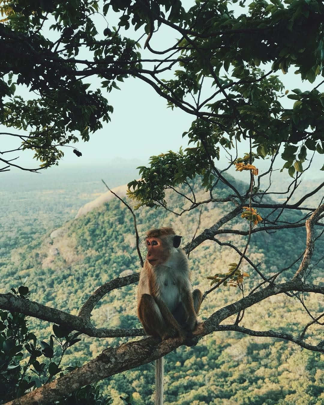 Wildlife Conservation 桌布 壁紙 — 一隻猴子平靜地坐在樹枝上，俯瞰著廣闊的綠色山谷，遠處有山丘，天空柔和。