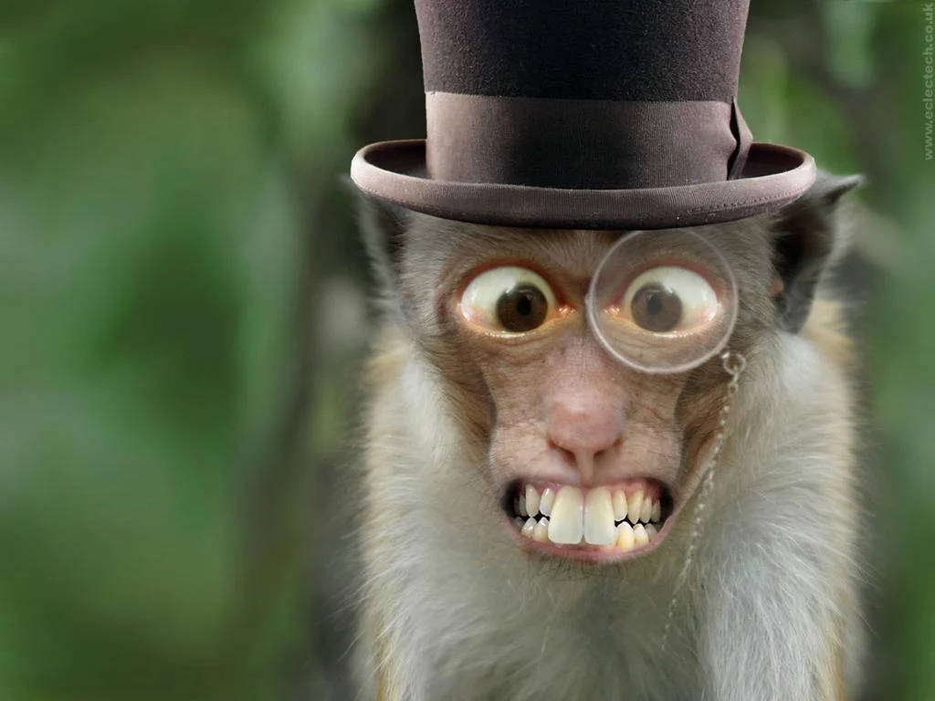 Funny Monkey 桌布 壁紙 — 一隻猴子戴著棕色高帽和圓形眼鏡，露出寬闊的牙齒笑容，背景是模糊的綠色。