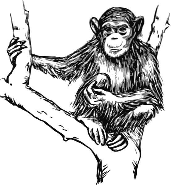 Ape 桌布 壁紙 — 一隻猴子抓住樹枝的風格化黑白線條畫，帶有表情豐富的眼睛和毛髮紋理。