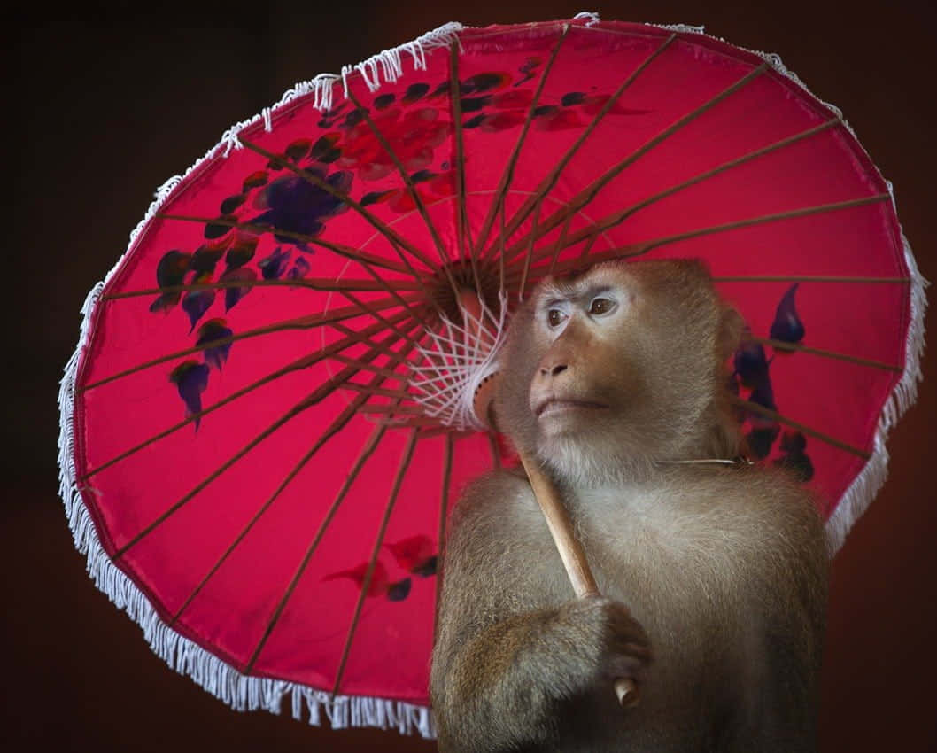 一隻猴子拿著紅色雨傘 壁紙