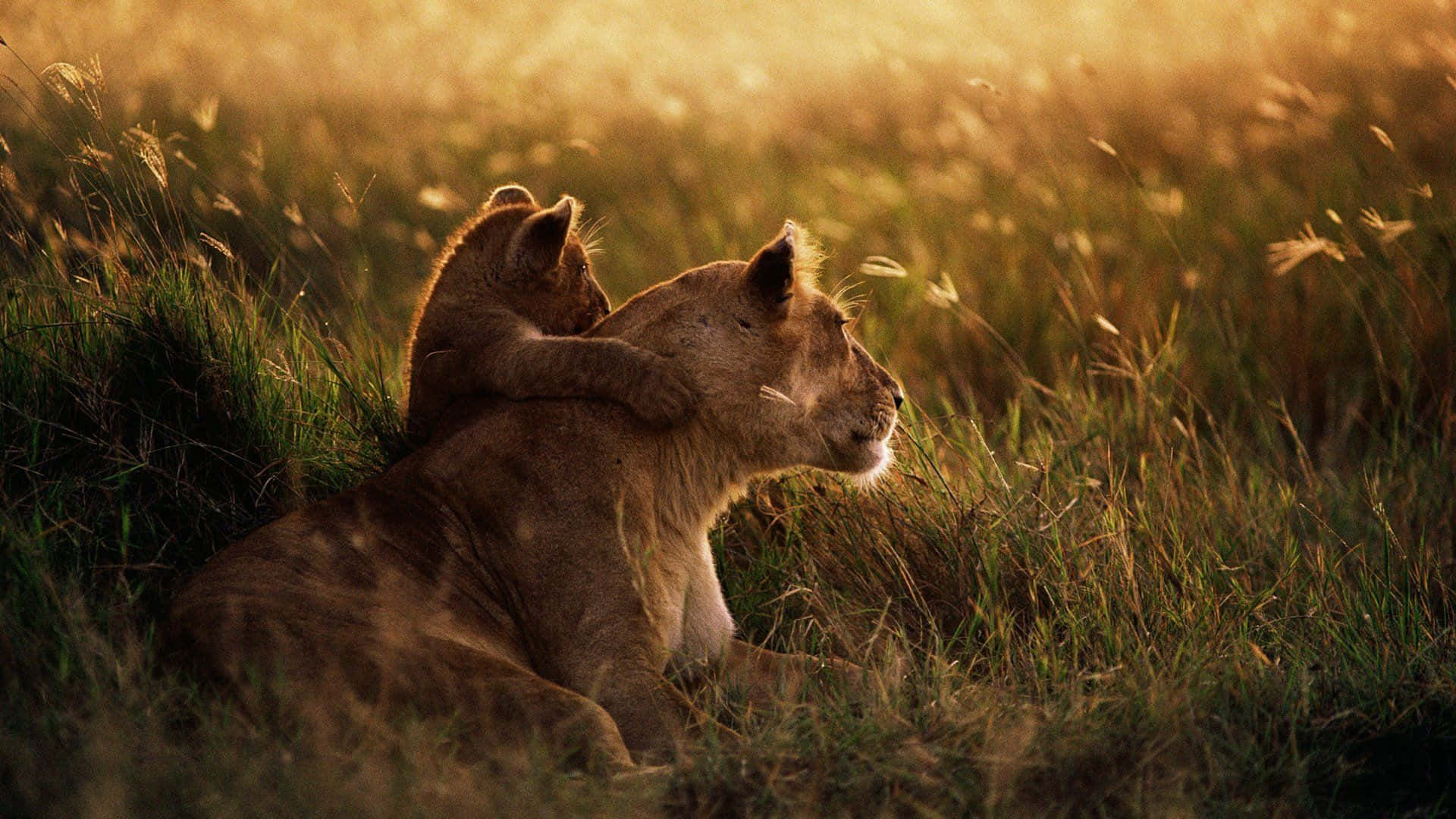 African Wildlife 桌布 壁紙 — 一隻獅子幼崽在金色草地上依偎著母親，溫暖的陽光沐浴著他們，散發出寧靜的稀樹草原光輝。