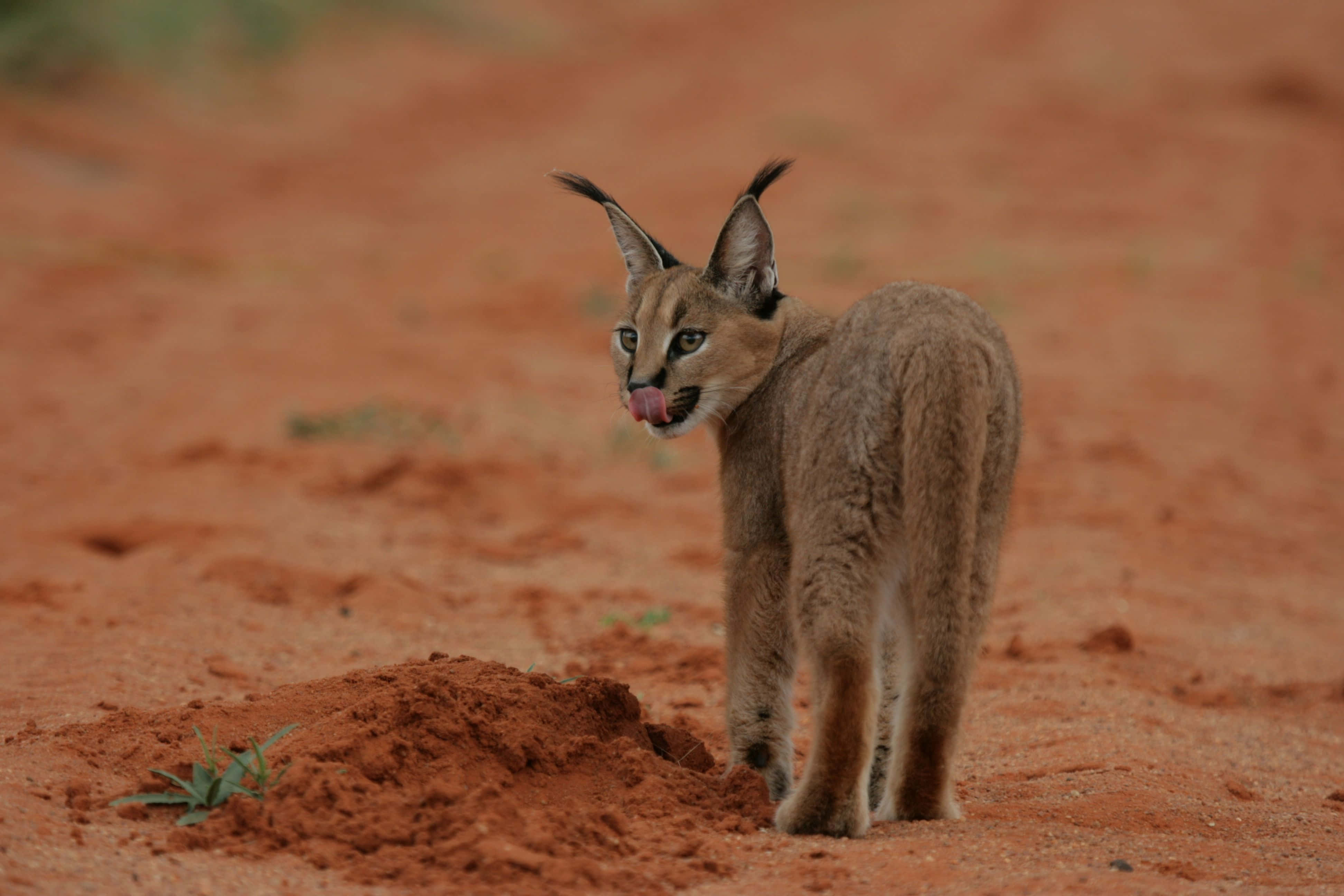 Desert Lynx 桌布 壁紙 — 一隻獰貓在紅土上警覺地站著，舔著爪子，簇狀耳朵在乾燥的景觀中抽動。