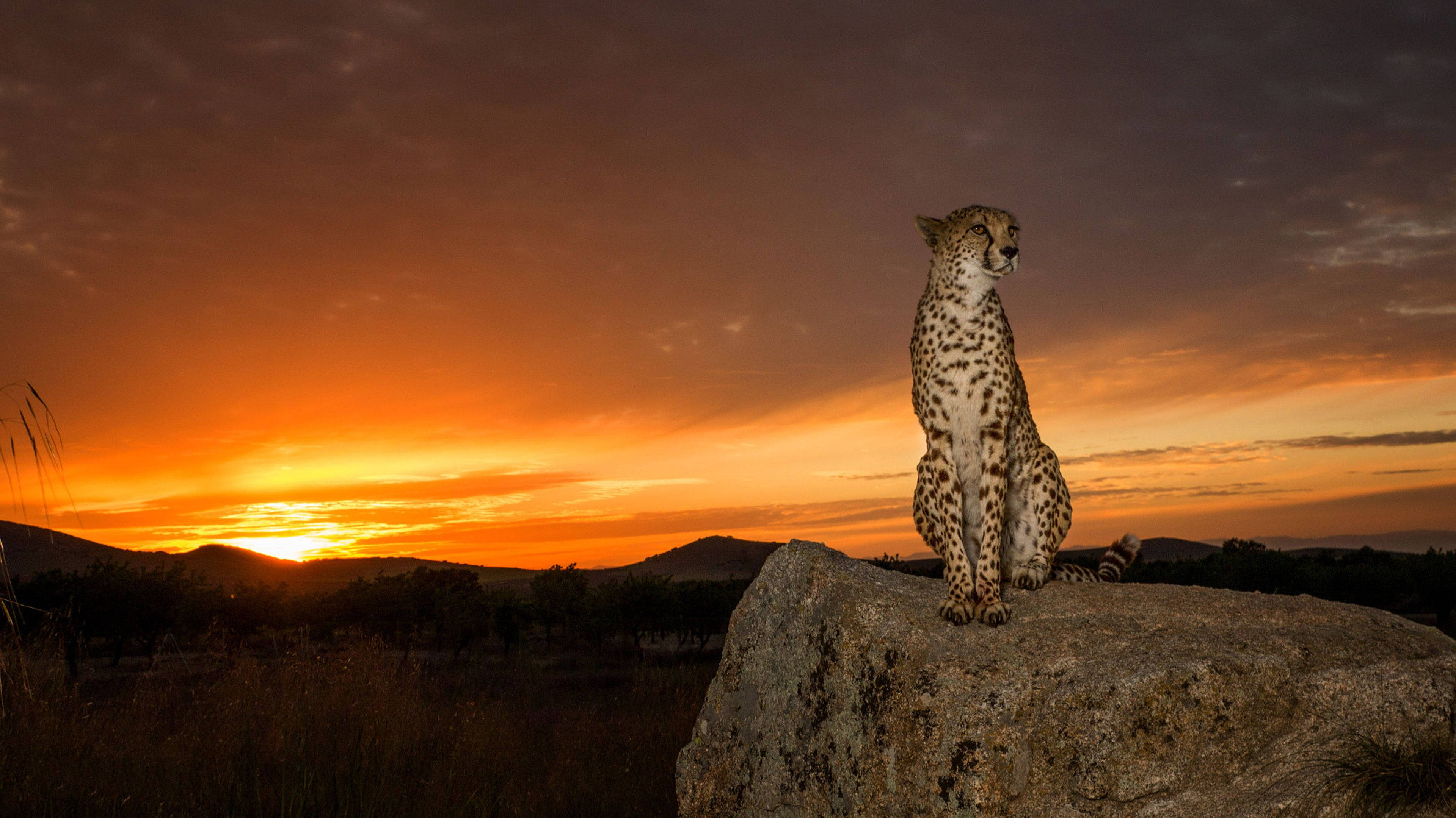 Cheetah 桌布 壁紙 — 一隻獵豹在岩石上擺好姿勢，夕陽以火熱的橙色和紫色色調落在稀樹草原景觀上。