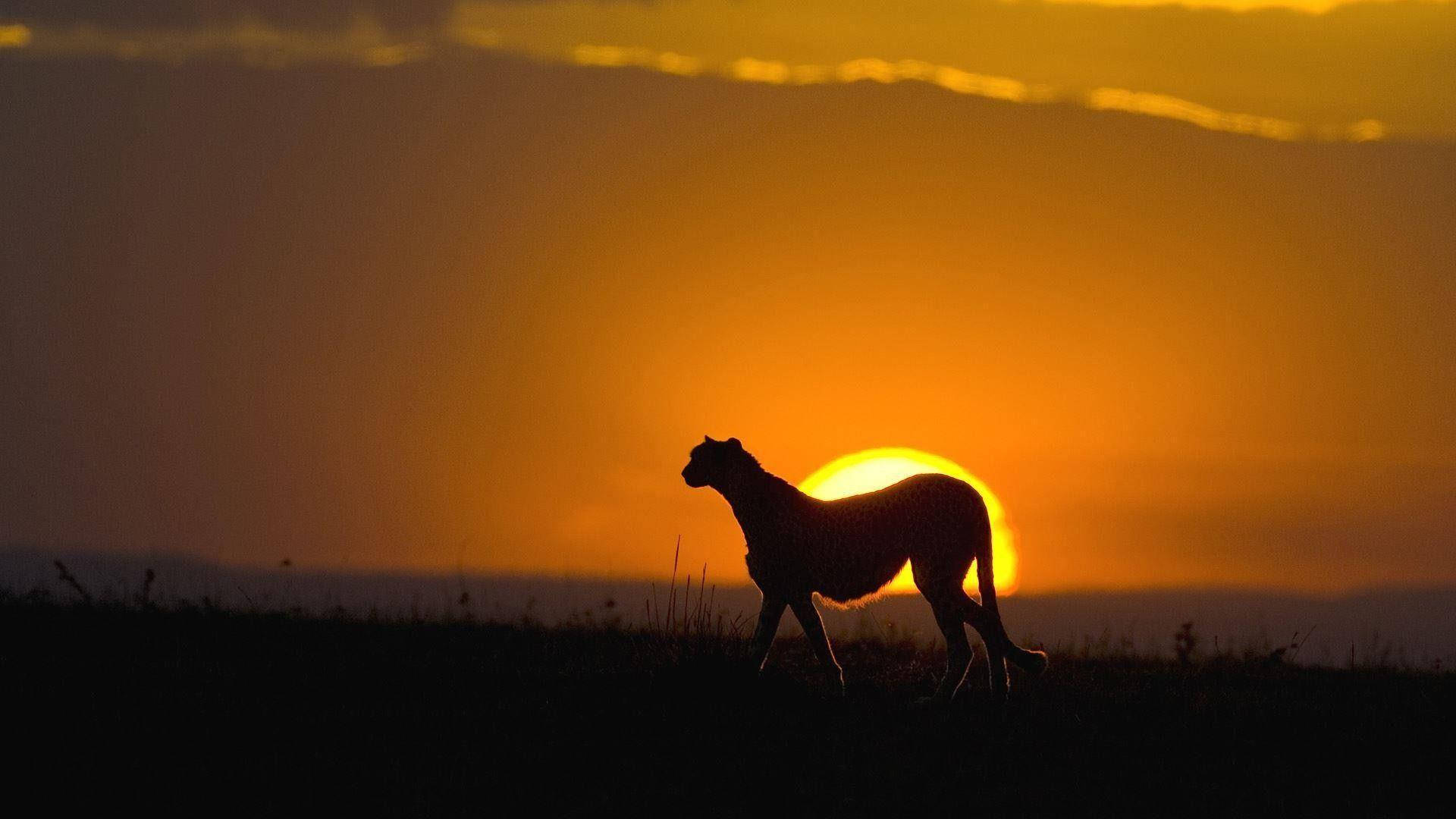 Kenya 桌布 壁紙 — 一隻獵豹在熾熱的夕陽下剪影，走過一片草地，天空有發光的橙色雲彩。