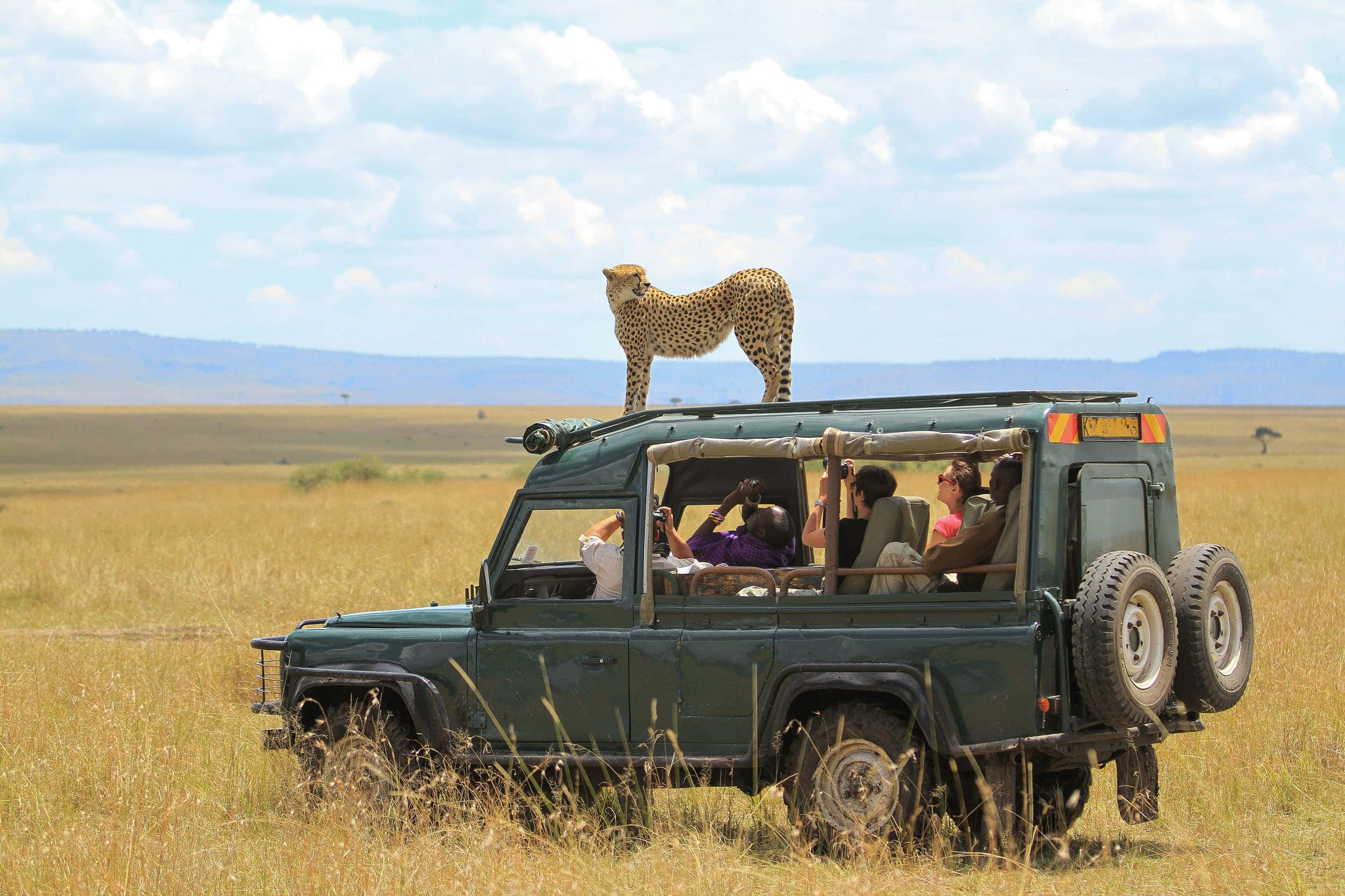 African Animals 桌布 壁紙 — 一隻獵豹警覺地站在一輛野生動物園吉普車上，車內的遊客在明亮的藍天下敬畏地望著金色的稀樹草原。