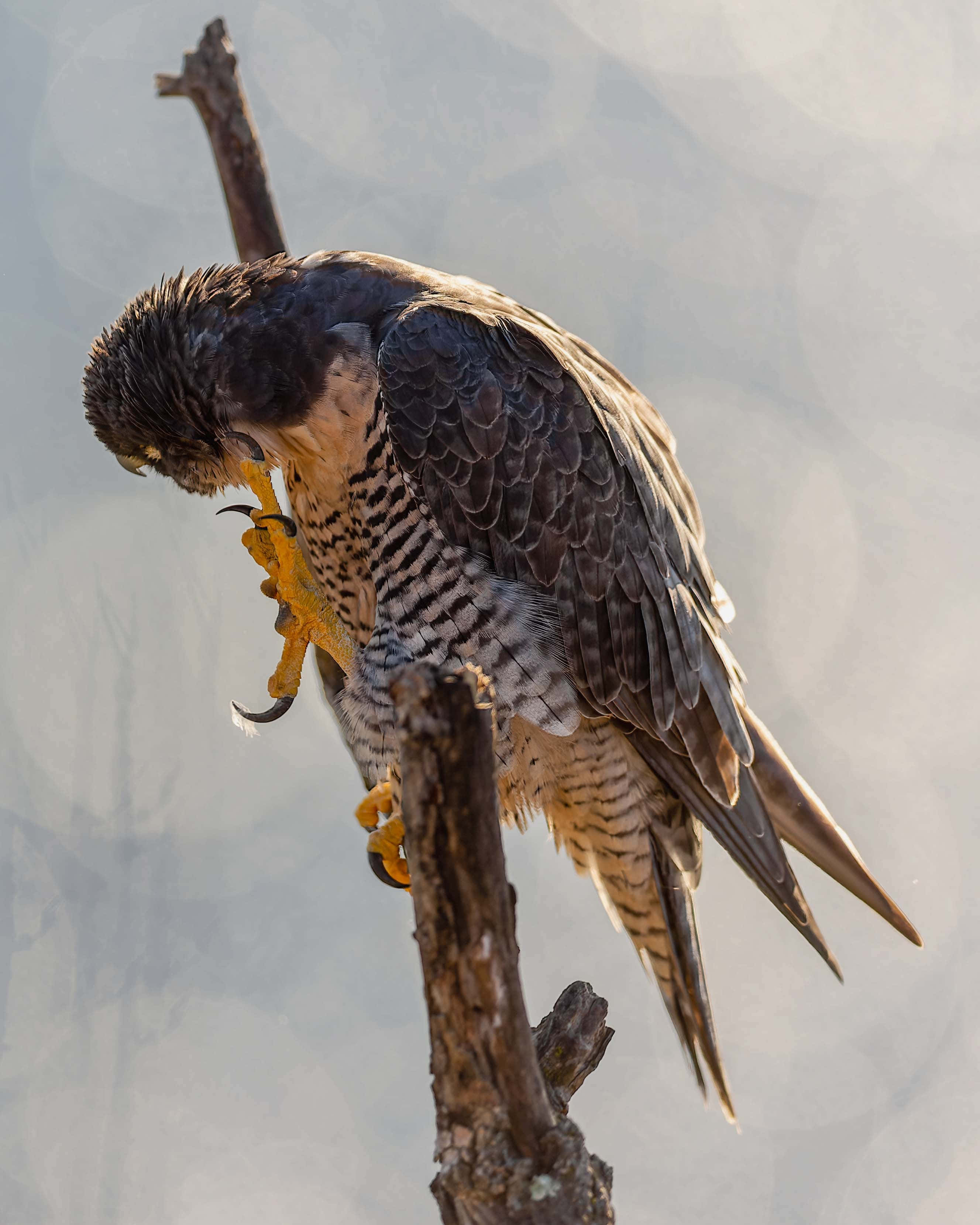 Falcon 桌布 壁紙 — 一隻獵鷹棲息在光禿的樹枝上，在柔和模糊的背景中整理羽毛。