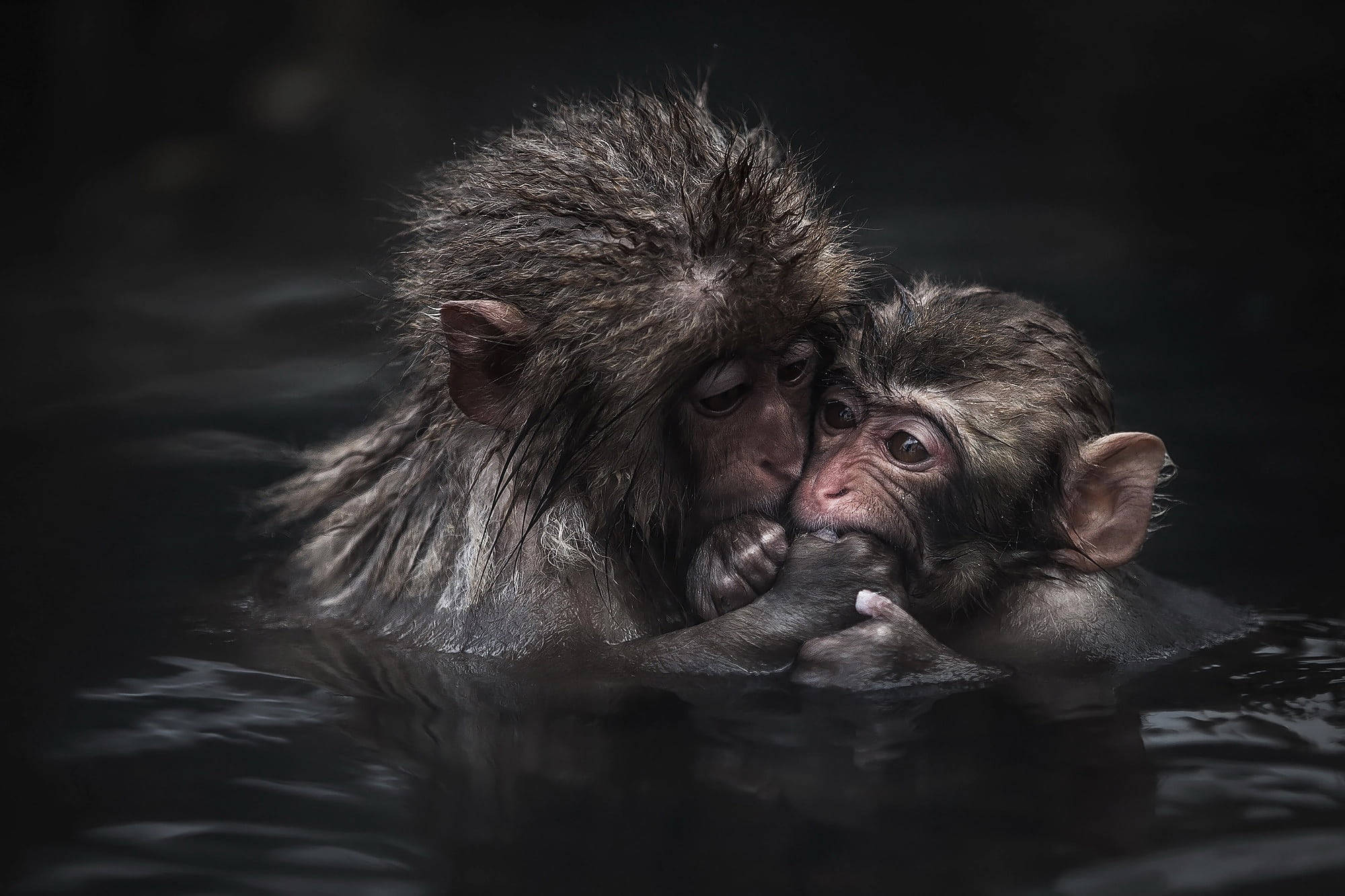 Baby Monkey 桌布 壁紙 — 一隻獼猴媽媽和她的寶寶在黑暗的水中分享溫馨時刻，濕漉漉的毛髮緊貼著，彼此依偎。