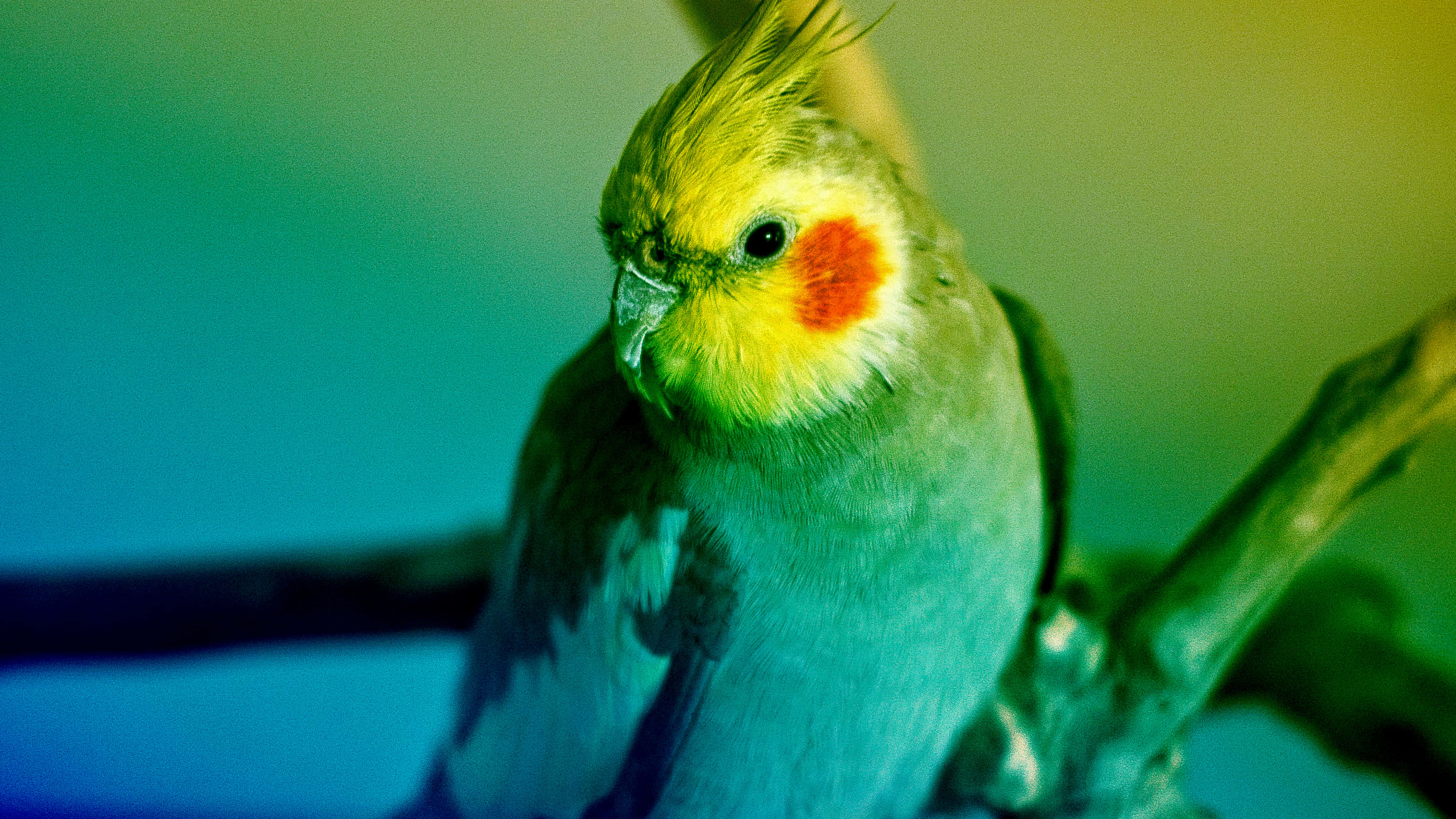 鳥 桌布 壁紙 — 一隻玄鳳鸚鵡棲息在樹枝上的特寫，鮮豔的青綠色和黃色燈光突出了牠的橙色臉頰斑點。