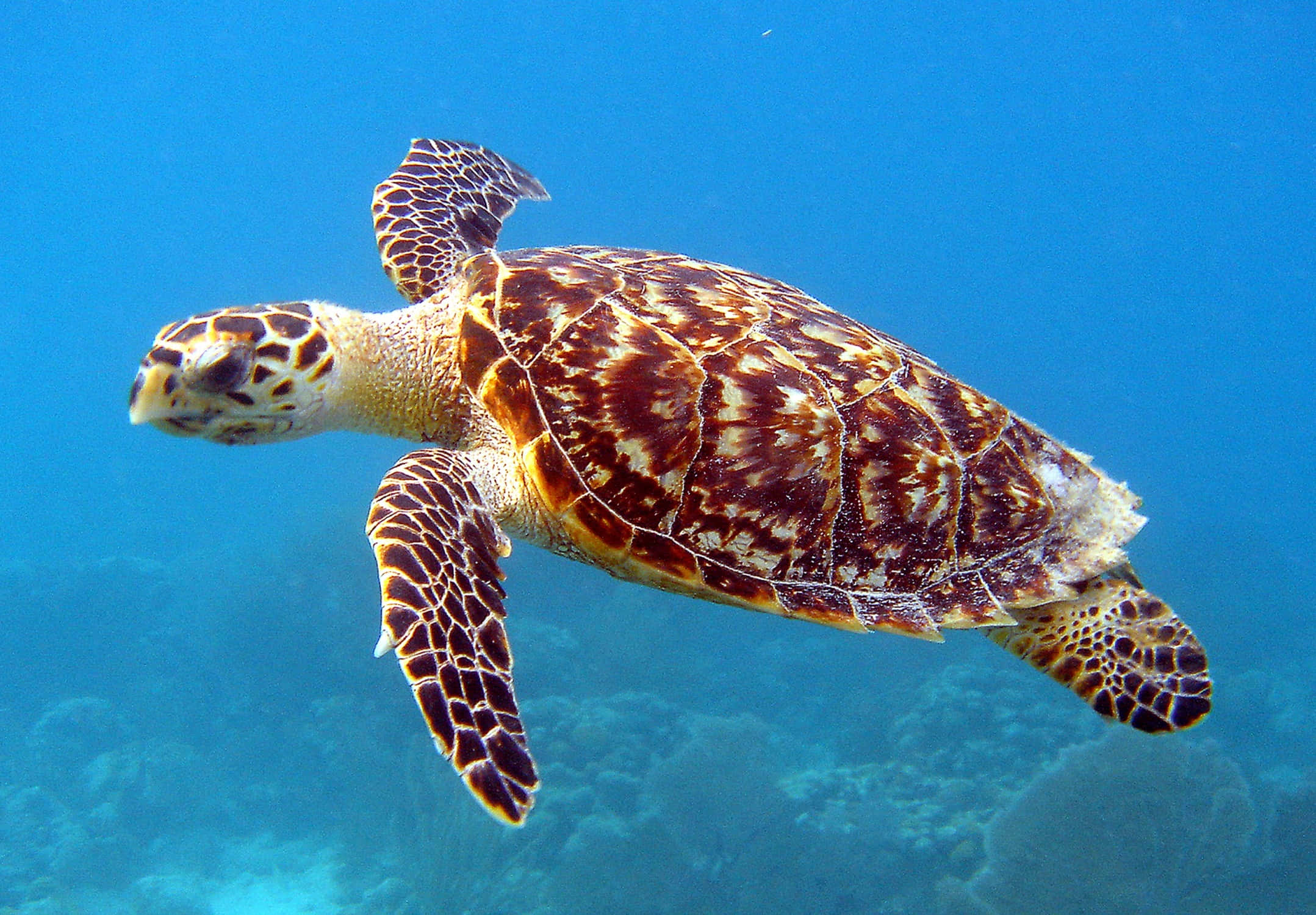 Sea Animal 桌布 壁紙 — 一隻玳瑁在珊瑚礁上方的清澈藍色海水中優雅地滑行。