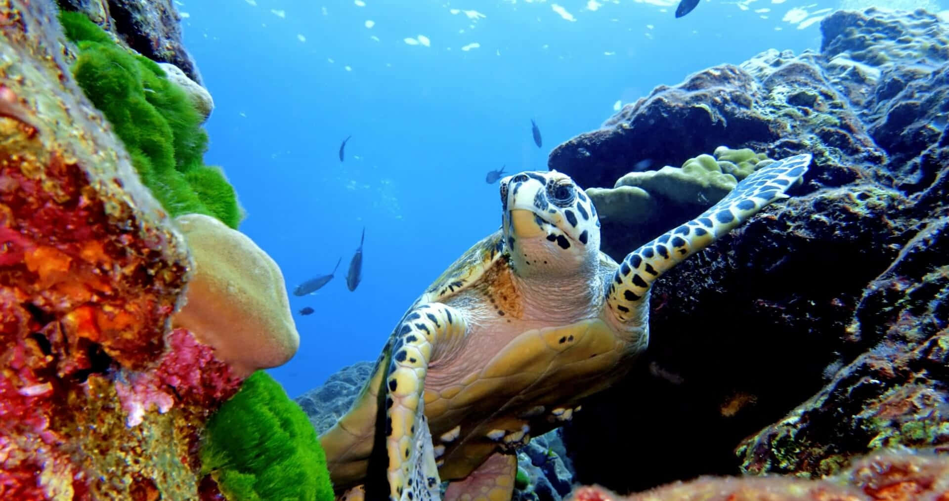 Turtle 桌布 壁紙 — 一隻玳瑁海龜優雅地滑過充滿生機的珊瑚礁，珊瑚礁中充滿了色彩繽紛的海洋生物和陽光普照的藍色海水。