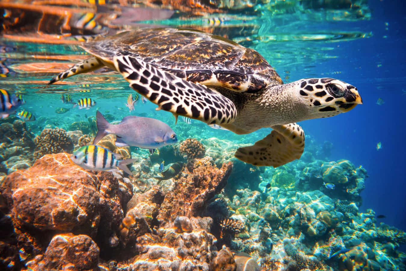 Turtle 桌布 壁紙 — 一隻玳瑁海龜在充滿色彩繽紛熱帶魚的 vibrant 珊瑚礁上優雅地滑行。