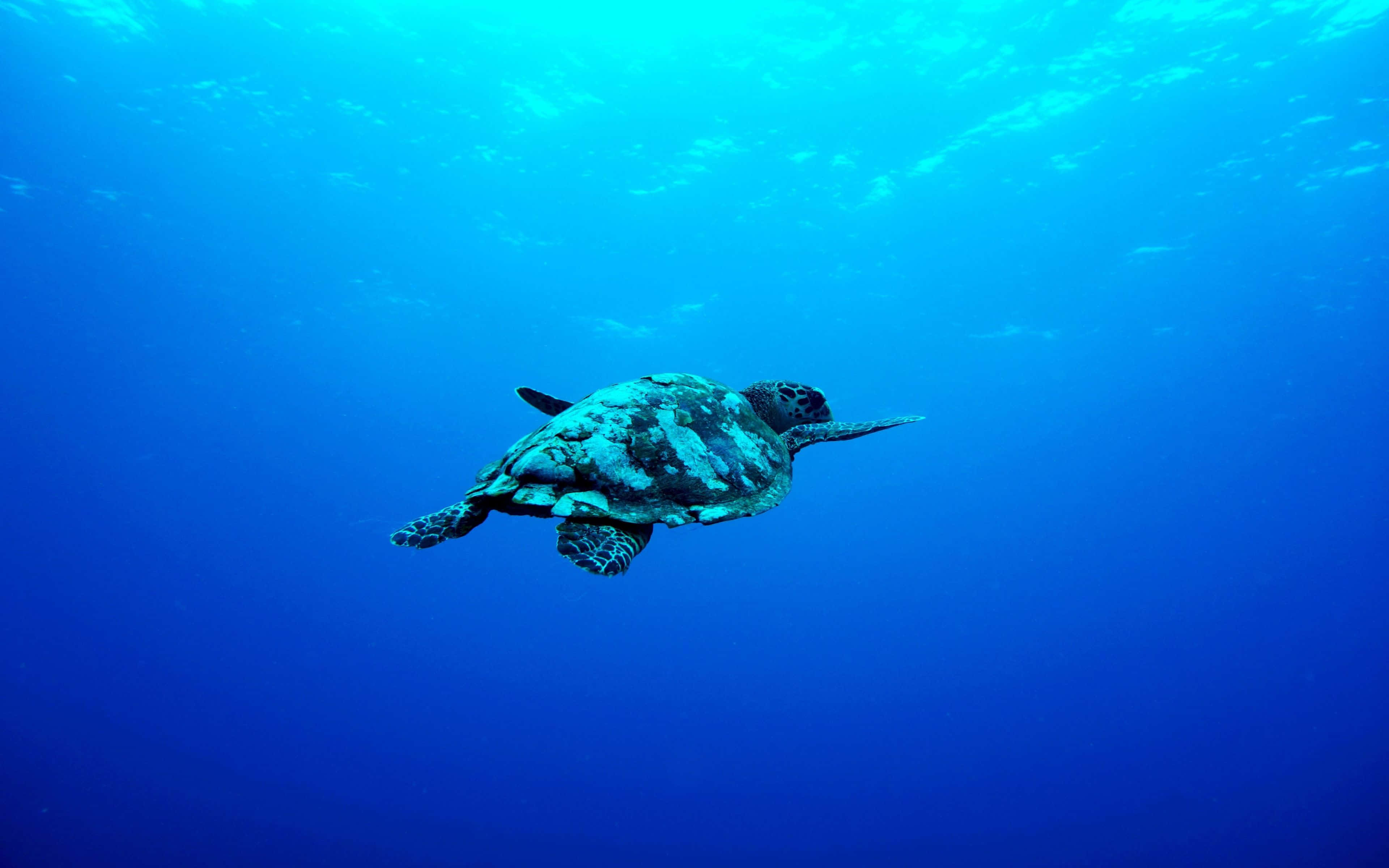 Aquatic 桌布 壁紙 — 一隻玳瑁海龜在明亮的陽光下，優雅地滑過清澈的碧綠海水。
