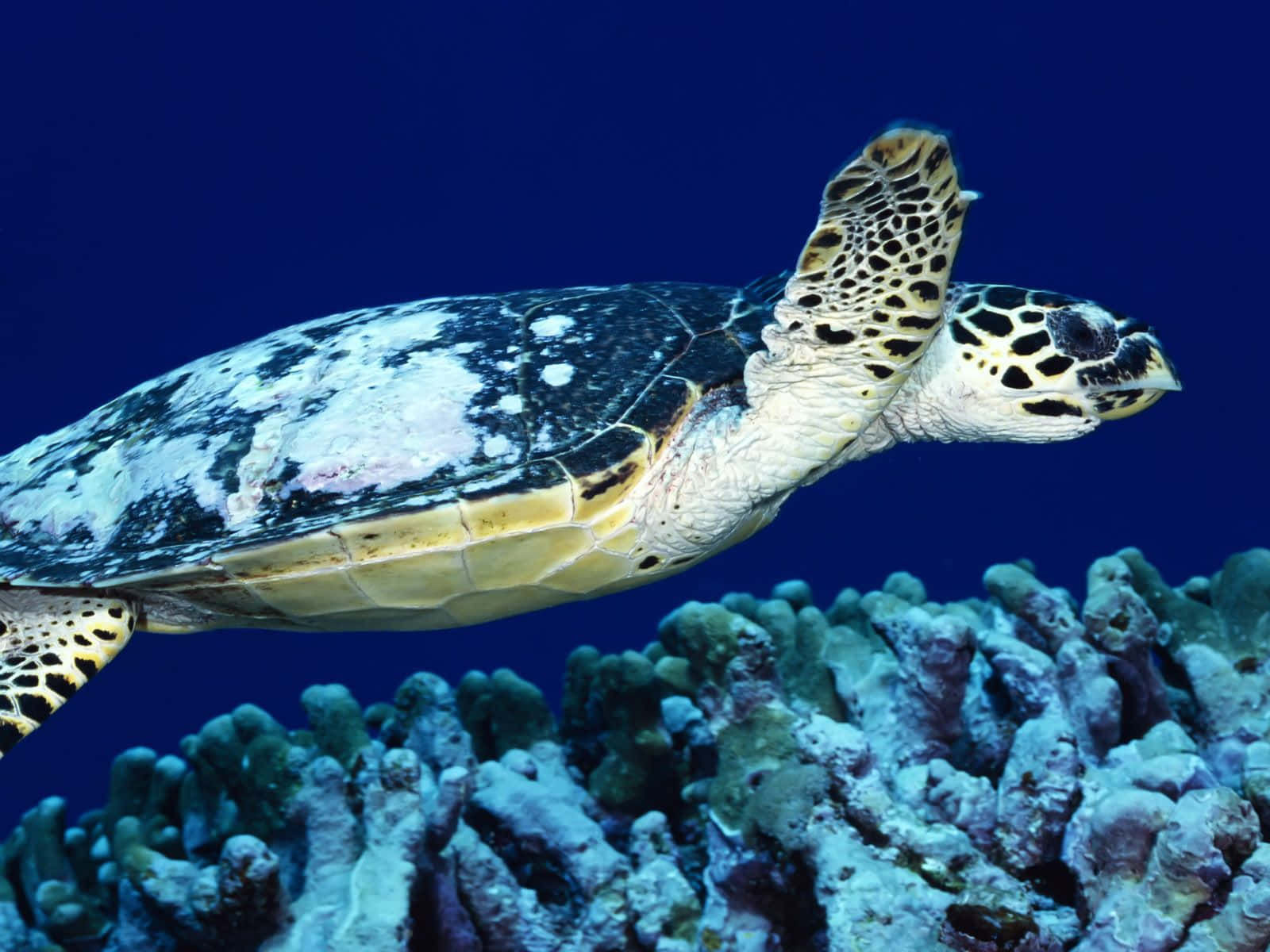 Turtle 桌布 壁紙 — 一隻玳瑁海龜在深藍色海水襯托下，優雅地滑過色彩繽紛的珊瑚礁。