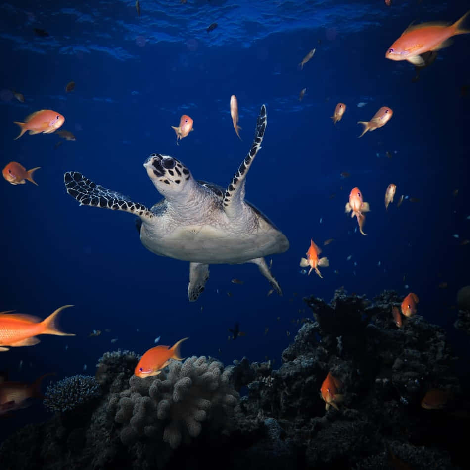 Best Fish 桌布 壁紙 — 一隻玳瑁海龜在深藍色海洋中優雅地滑行，周圍環繞著珊瑚礁附近鮮豔的橙色魚群。