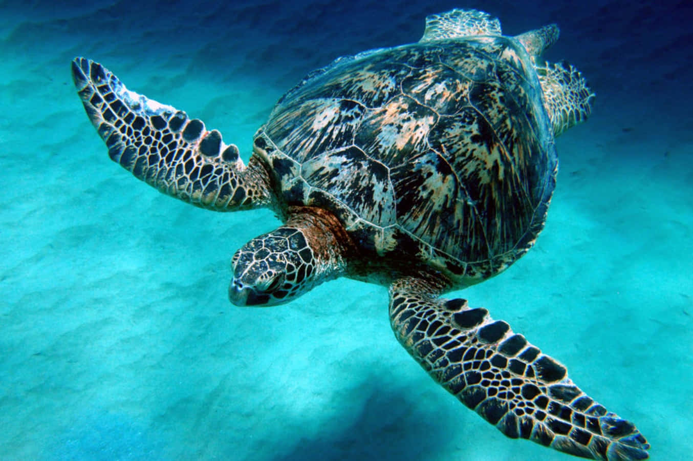 Turtle 桌布 壁紙 — 一隻玳瑁海龜在清澈的碧綠海水上方，優雅地滑過沙質海底。