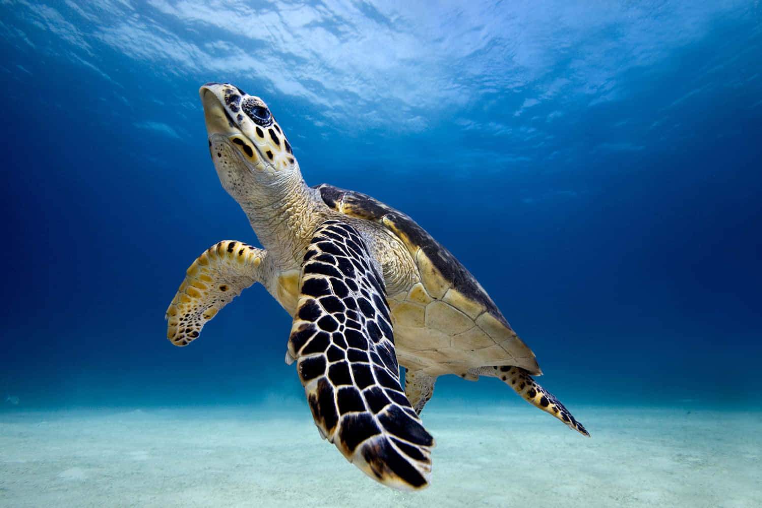 sea turtle 桌布 壁紙 — 一隻玳瑁海龜在清澈的藍色海水上方，優雅地滑過沙質海床。
